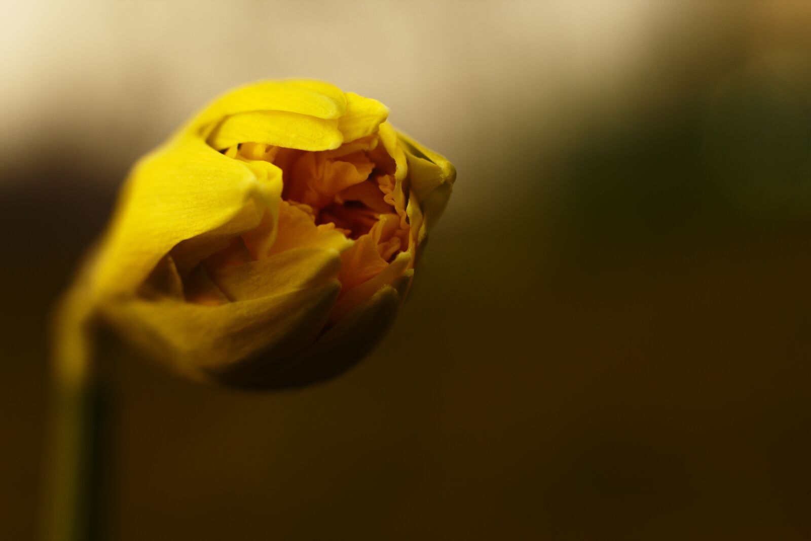 Canon EOS 700D (EOS Rebel T5i / EOS Kiss X7i) + Canon EF 50mm F1.8 STM sample photo. Spring, daffodil, flower photography