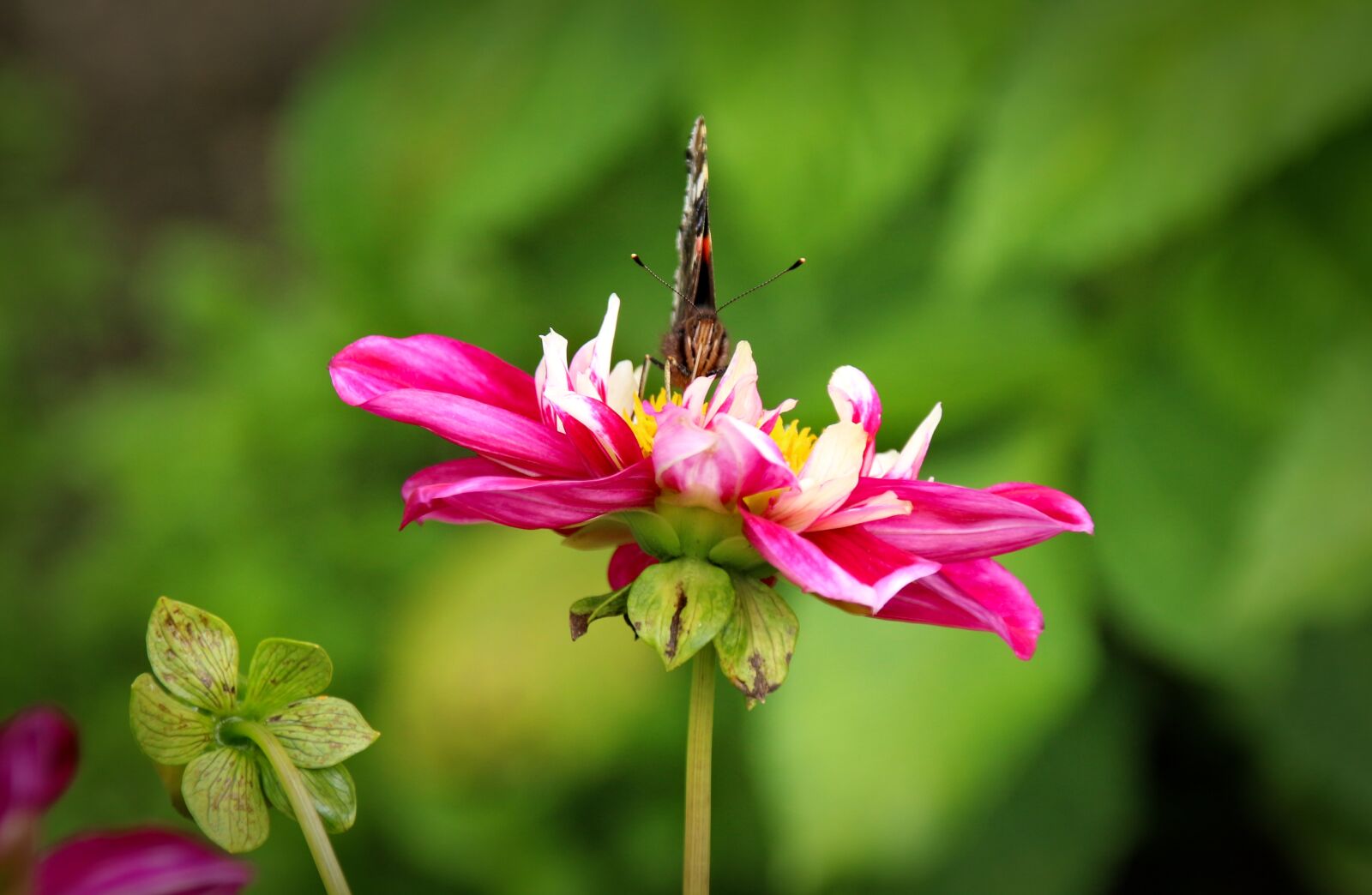 Canon EOS 700D (EOS Rebel T5i / EOS Kiss X7i) sample photo. Plant, flower, nature photography