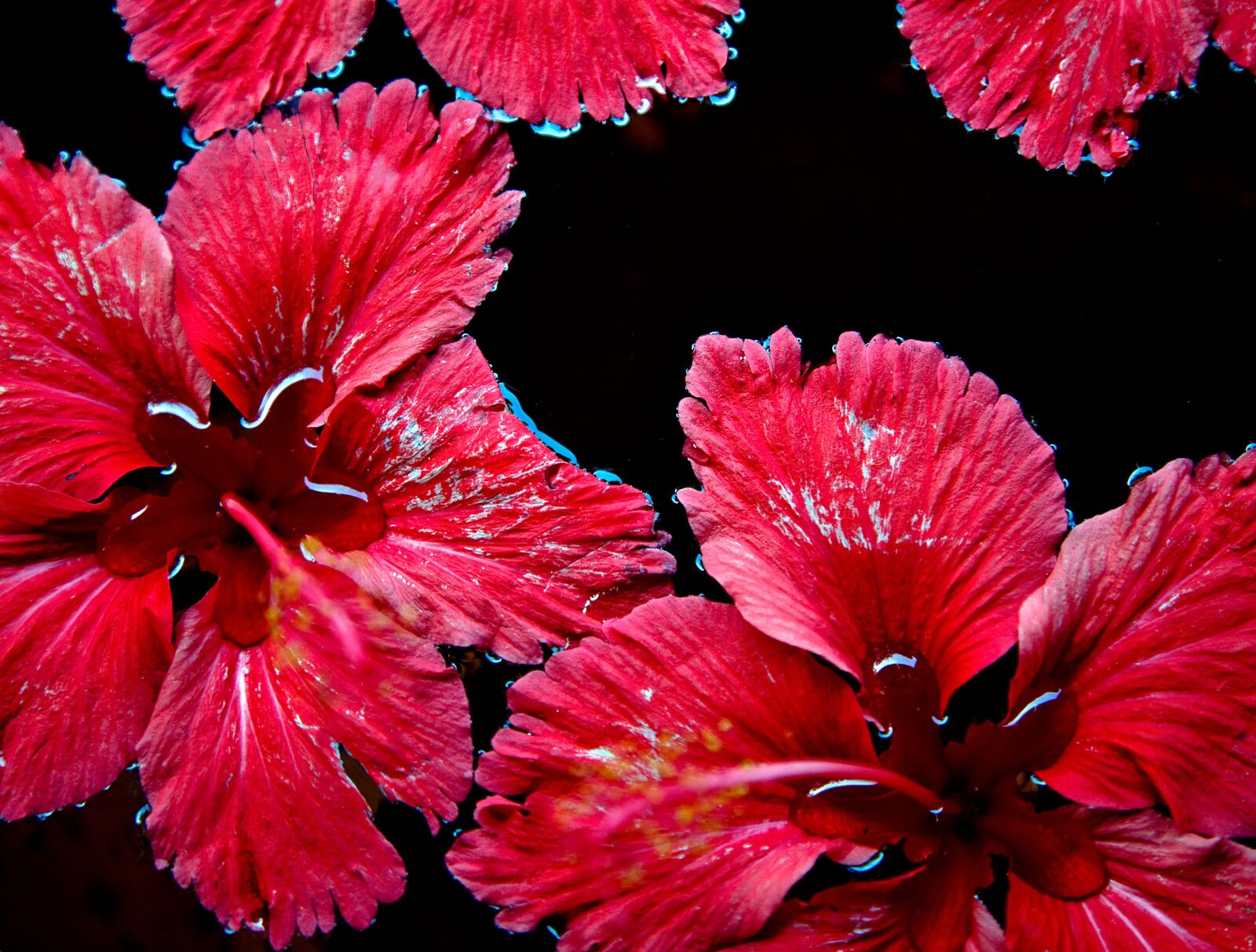 Canon EOS 5D + Canon EF 24-105mm F4L IS USM sample photo. Red flowers, floating, water photography