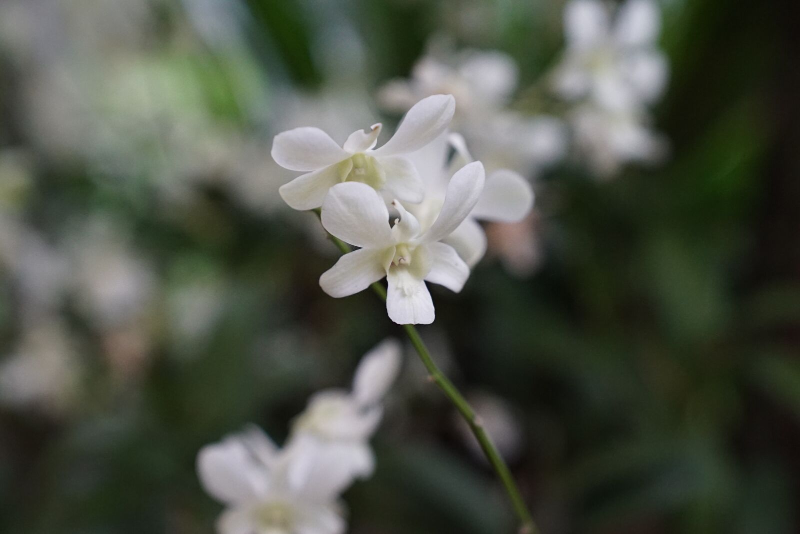 Sony a7S + Sony FE 24-70mm F2.8 GM sample photo. Orchids, tropical, floral photography