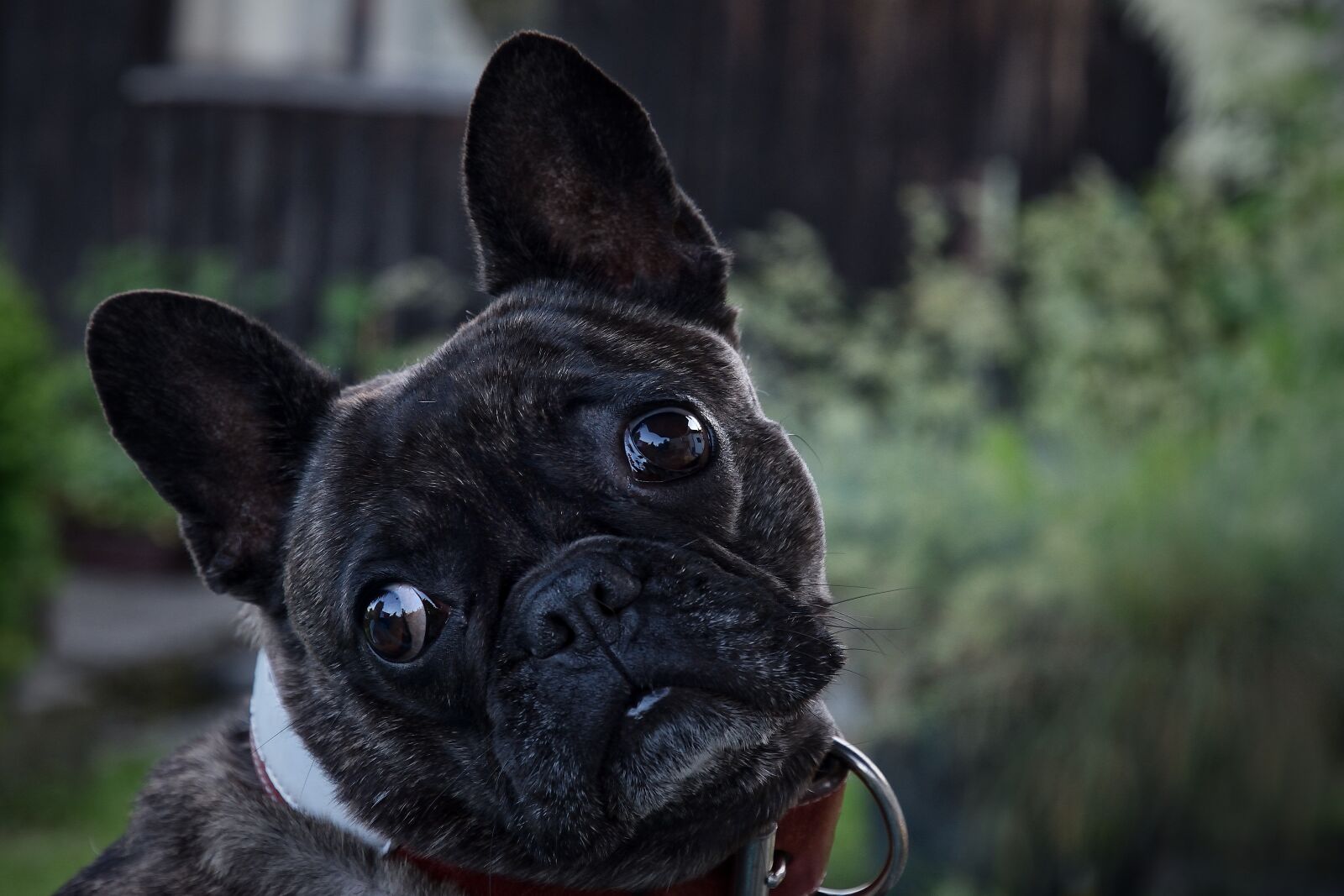 Nikon D7200 sample photo. Dog, cute, french bulldog photography