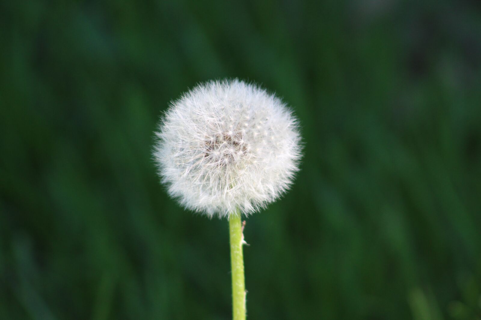 Canon EF75-300mm f/4-5.6 sample photo. Flower, dandelion, common dandelion photography