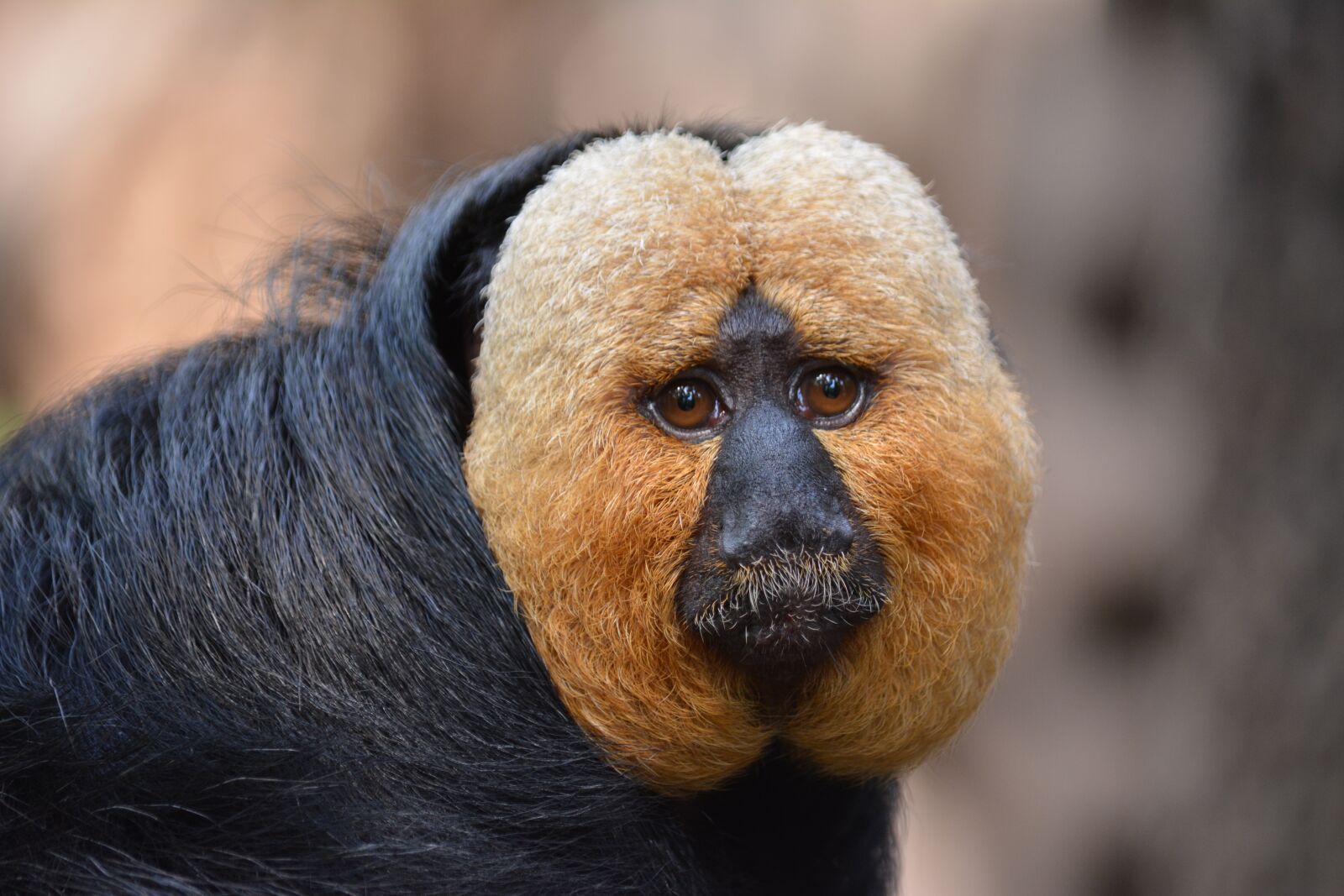 Nikon D5200 sample photo. Animal world, portrait, animal photography