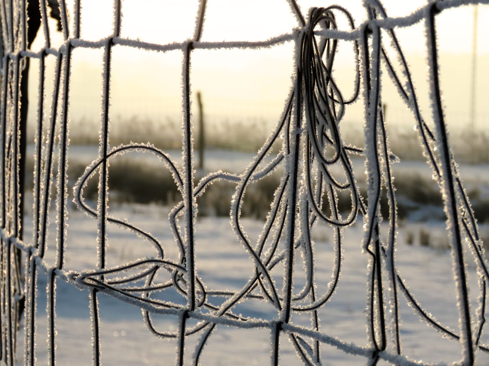 Canon PowerShot SX60 HS sample photo. Wire, the grid, winter photography