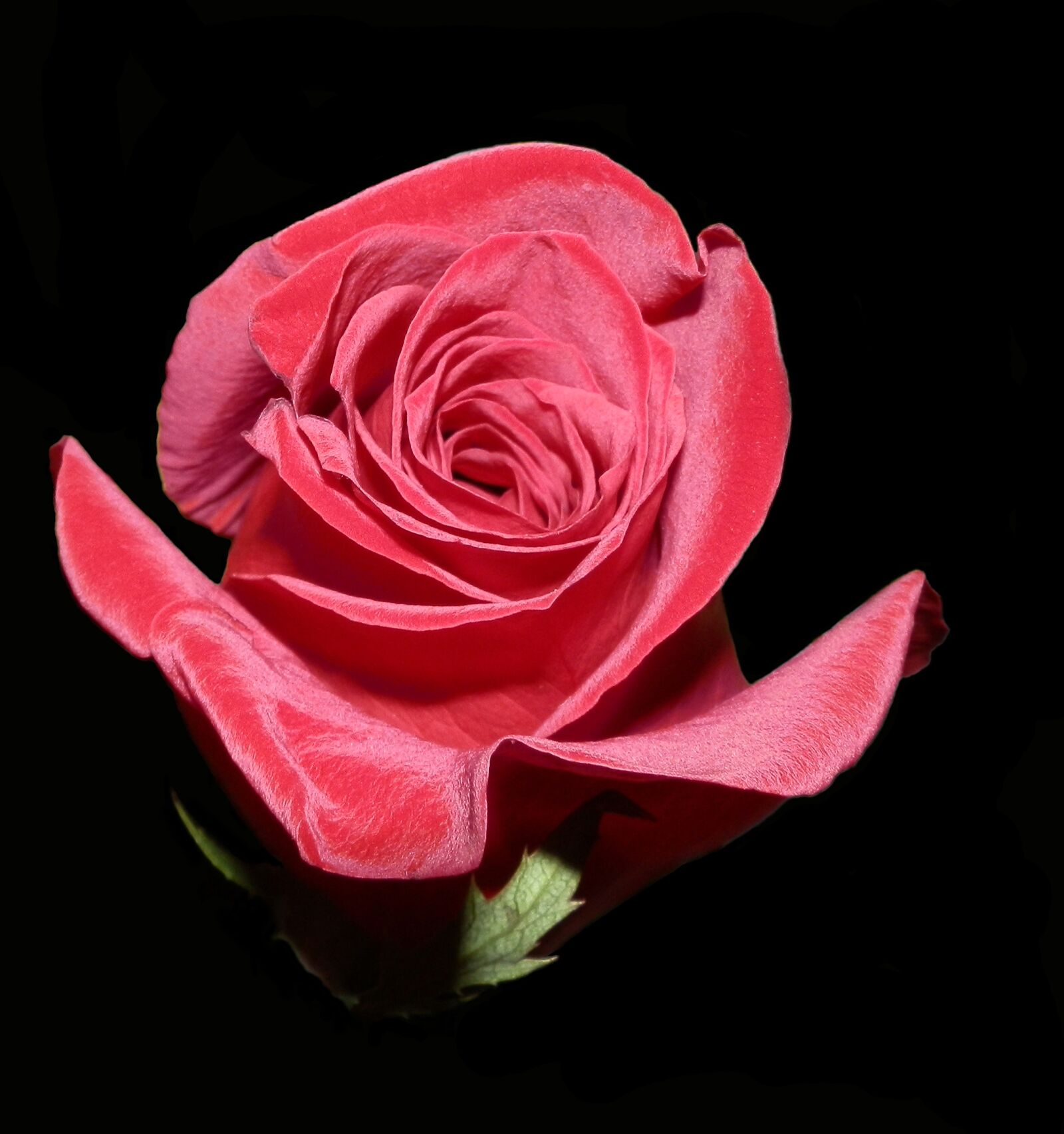 Olympus SZ-10 sample photo. Rose, valentine, red photography