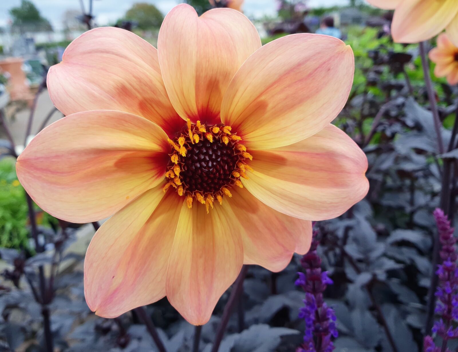 Samsung Galaxy S9+ sample photo. Flower, bloom, plant photography