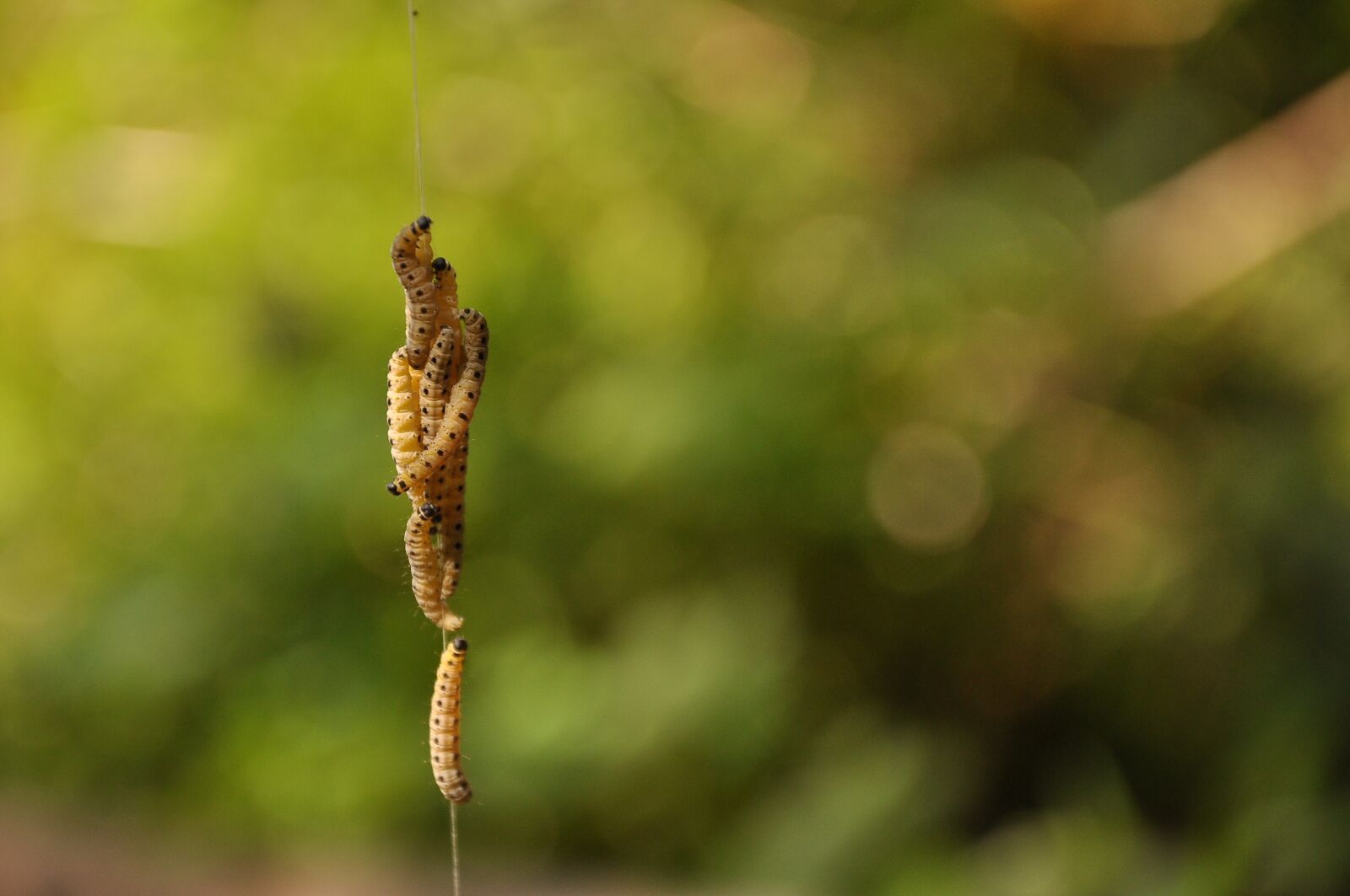 Nikon D90 sample photo. Ermine, caterpillar, nest photography