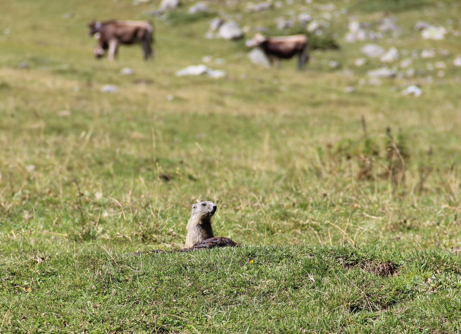 Canon EOS 600D (Rebel EOS T3i / EOS Kiss X5) sample photo. Alpine marmot, nature, alpine photography