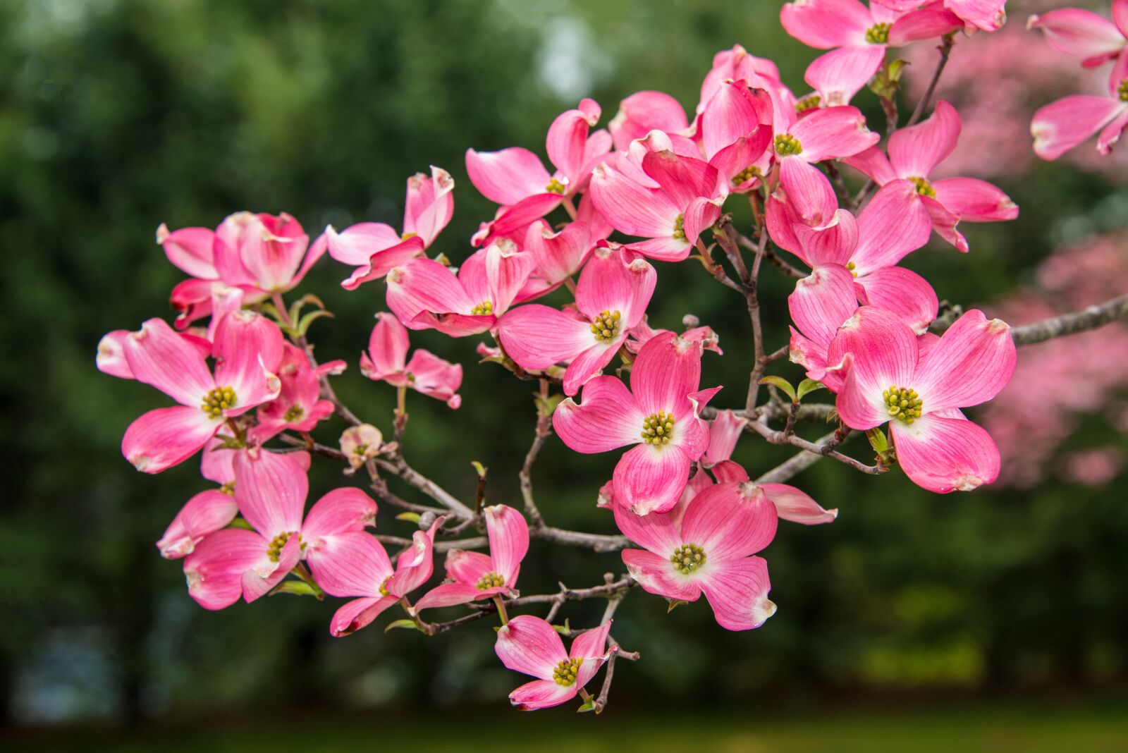 Nikon D800 sample photo. Spring, colors, flowers photography