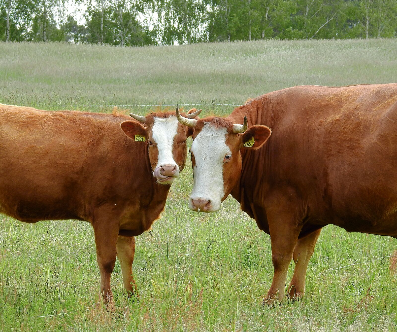 Nikon Coolpix P900 sample photo. Cows, look, grazing photography
