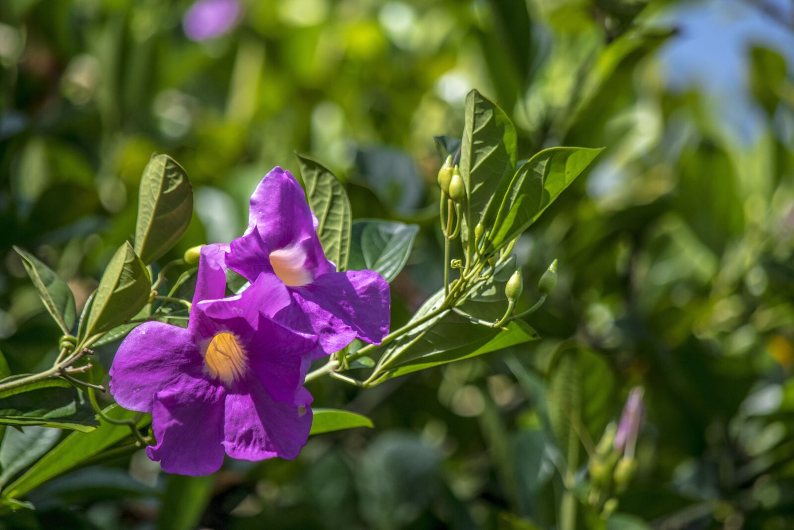 Nikon D5300 sample photo. Flower, nature, spring photography