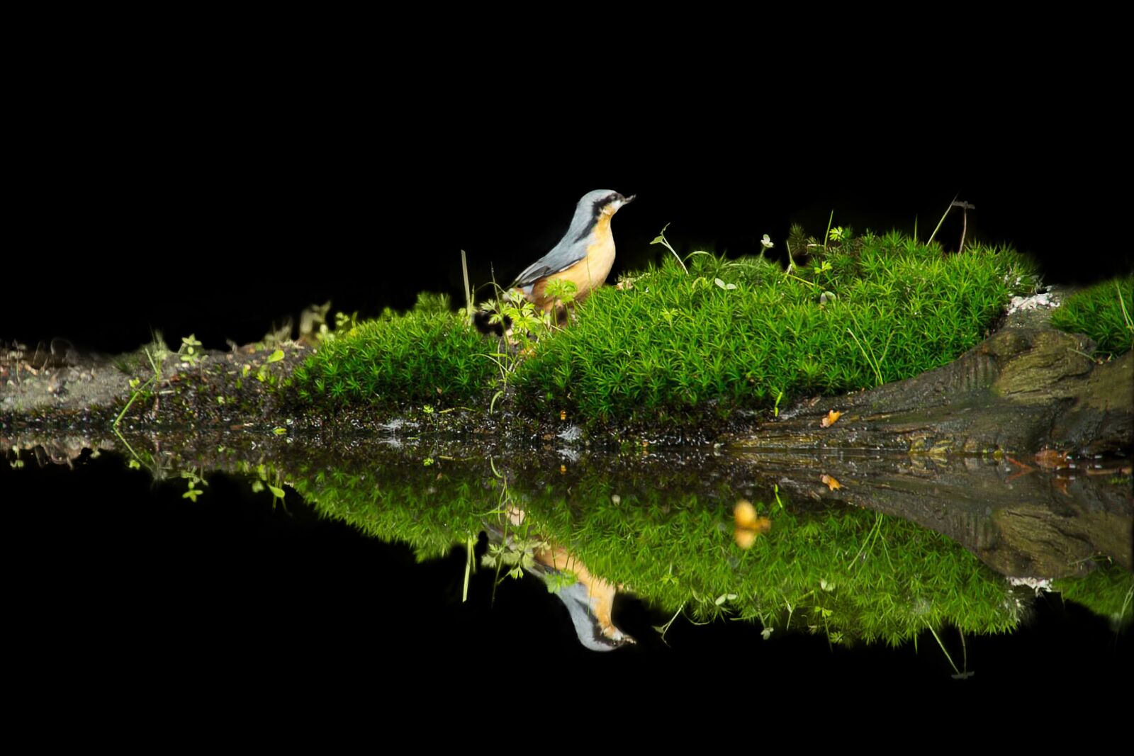 Canon EOS 550D (EOS Rebel T2i / EOS Kiss X4) sample photo. Bird, reflection, tree trunk photography