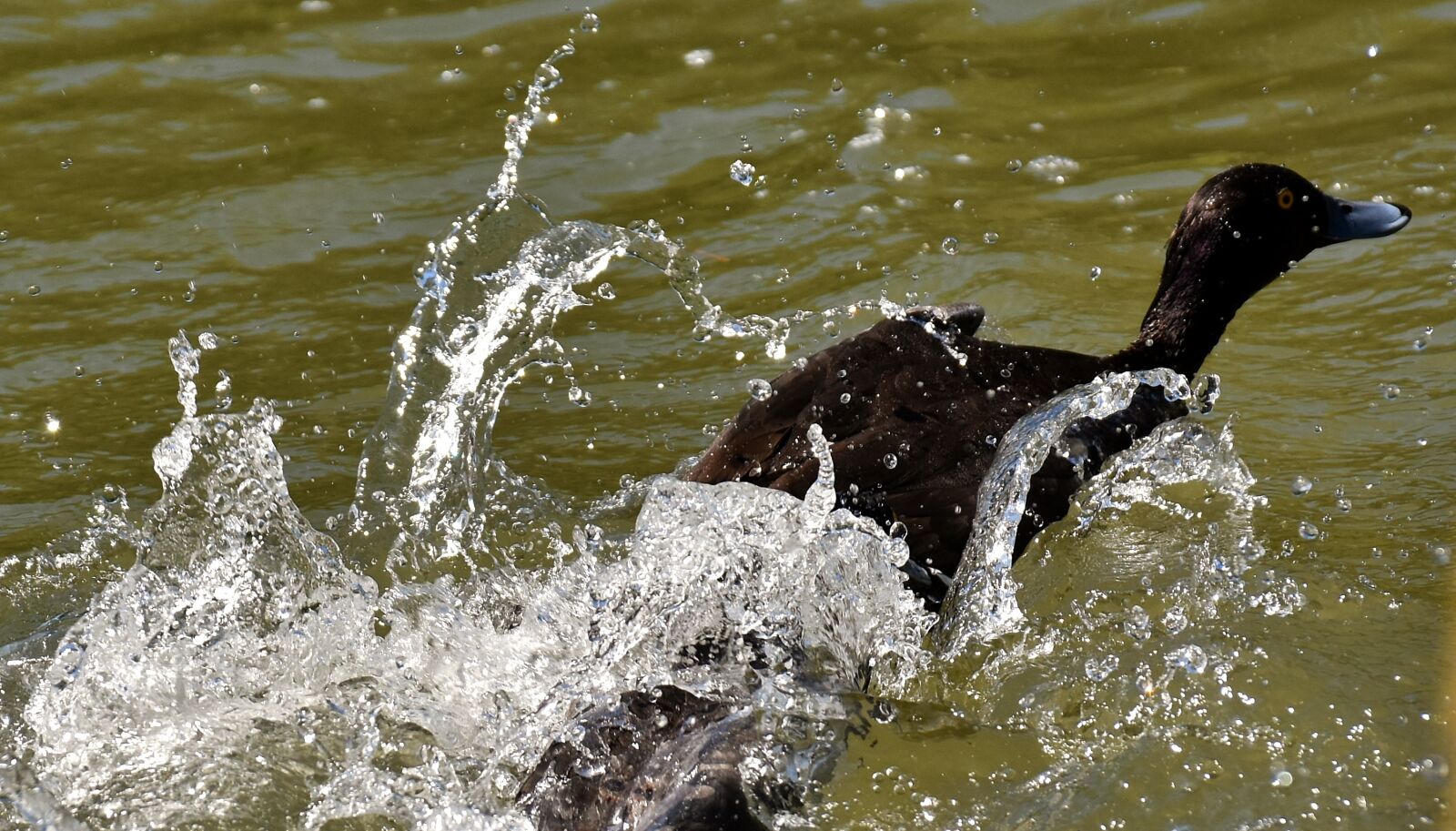 Nikon D7200 sample photo. Row pension, blue beak photography