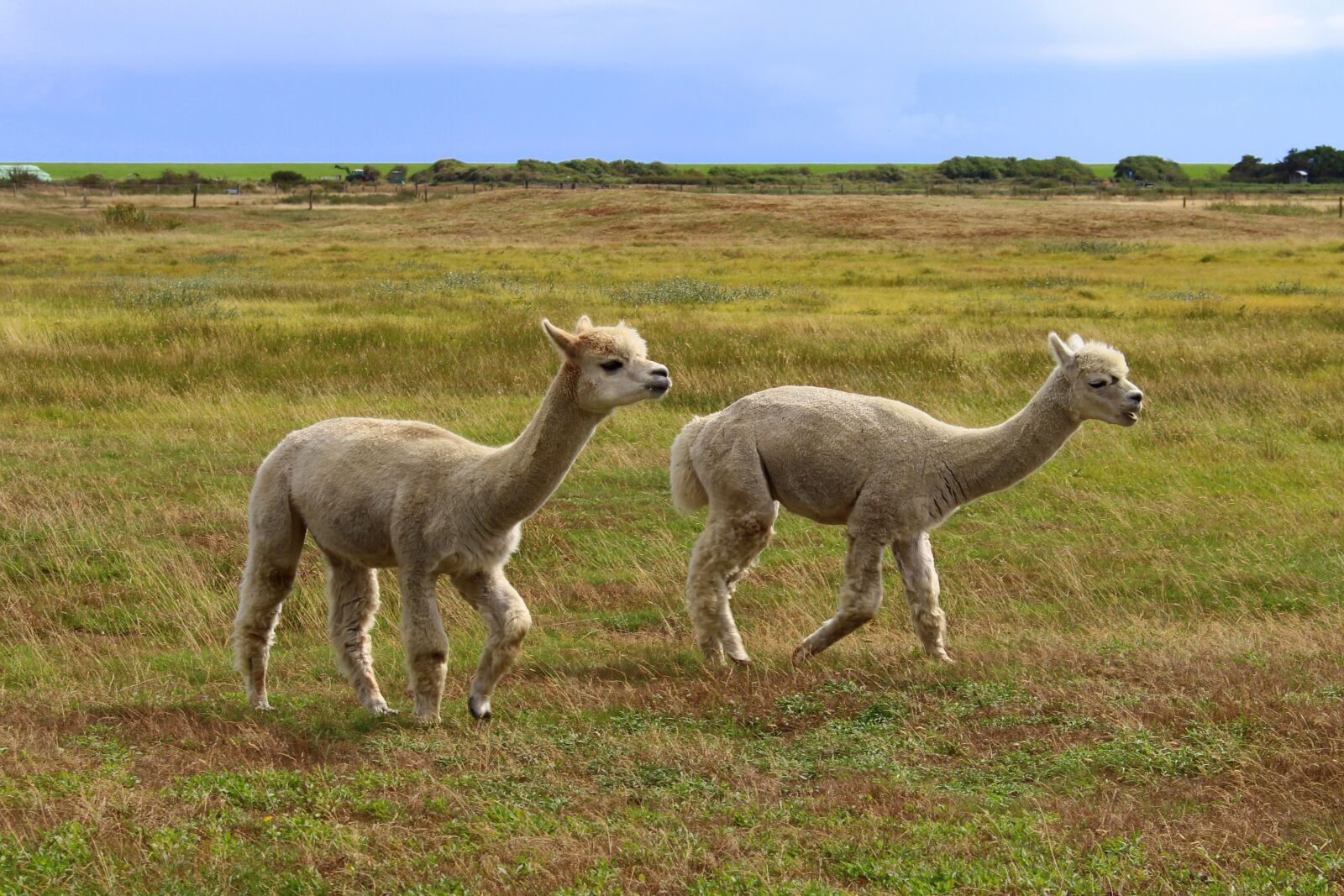 Canon EOS 700D (EOS Rebel T5i / EOS Kiss X7i) sample photo. Langeoog, island, east frisia photography