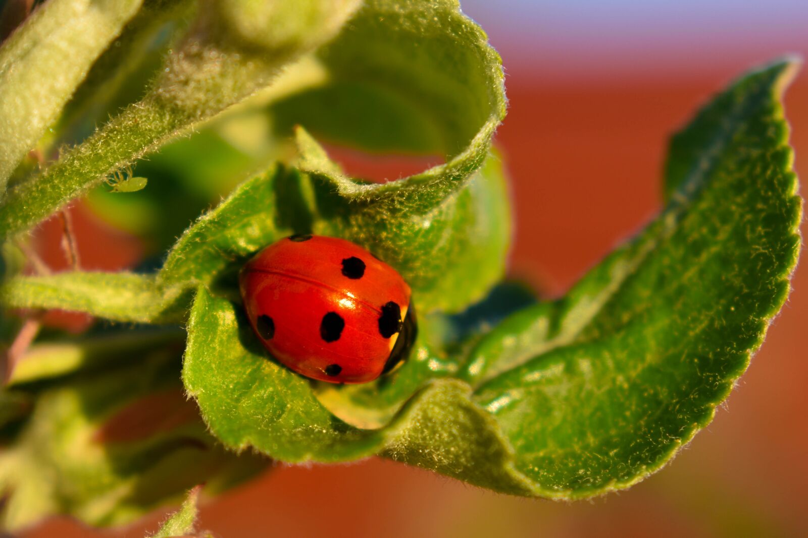 Nikon D3500 sample photo. Ladybug, aphid, macro photography