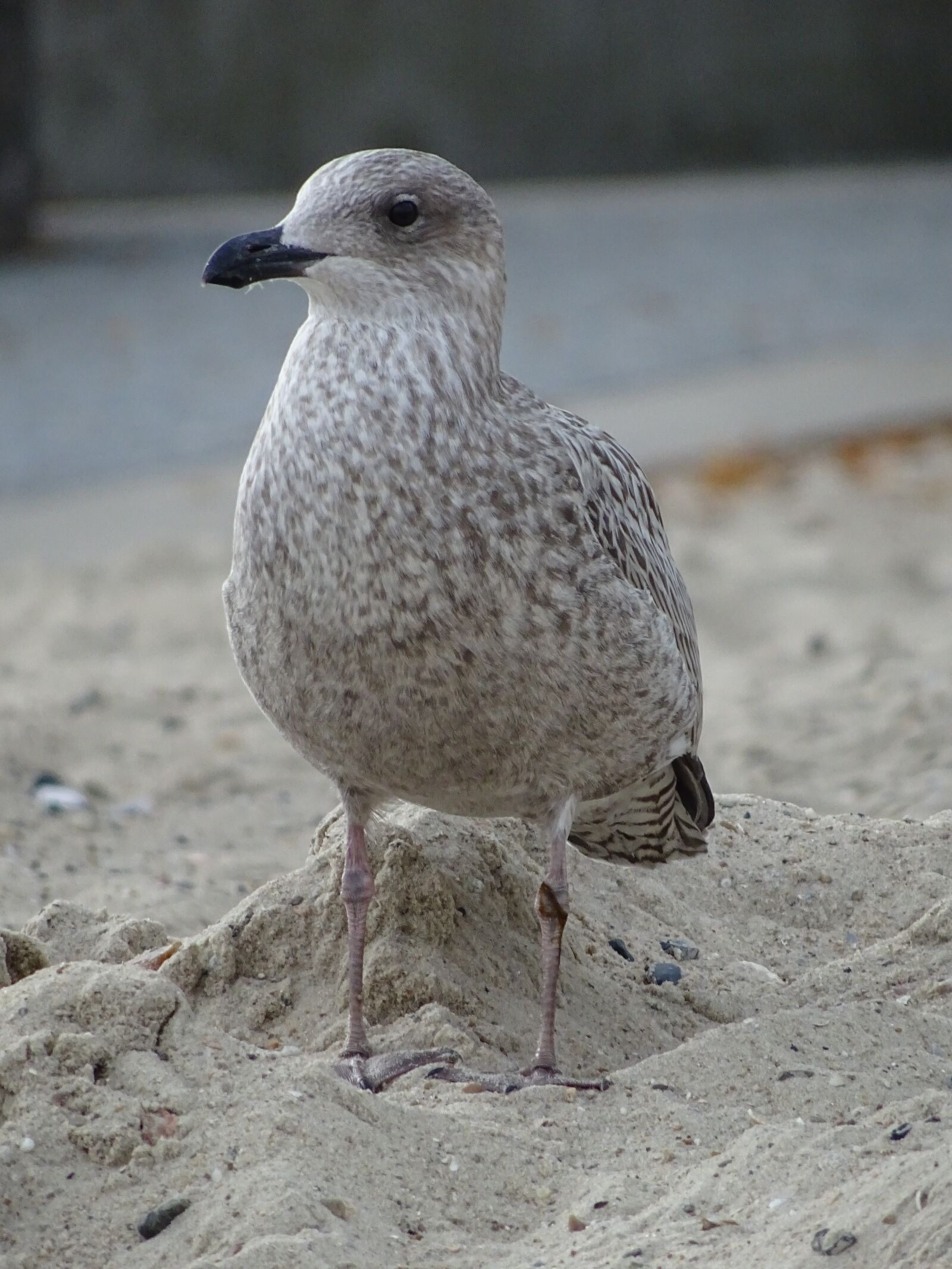 Sony DSC-HX60 sample photo. Seagull, bird, north sea photography