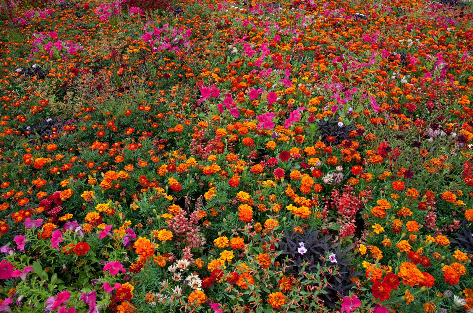Canon EOS 5D Mark II sample photo. Tagetes, flowers, blossom photography