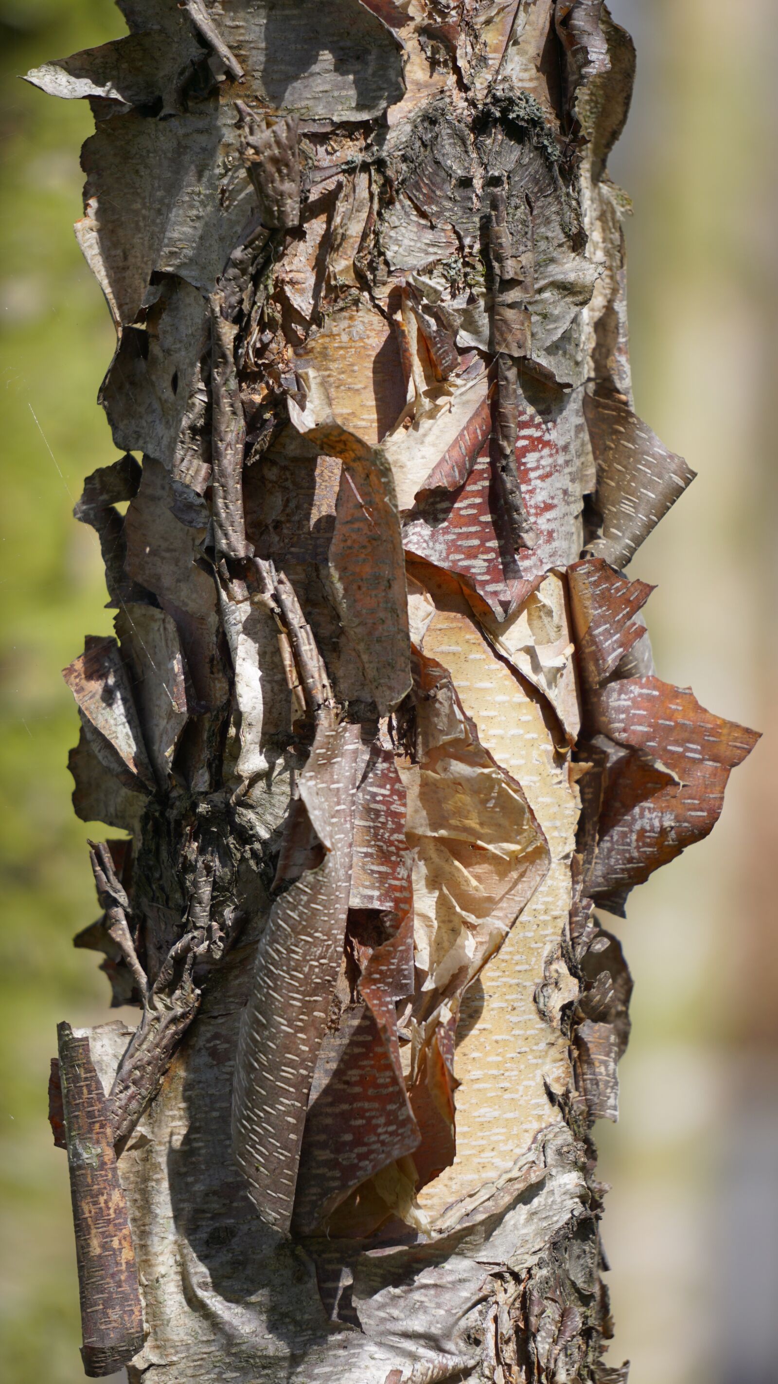 Sony a6000 sample photo. Tree, bark, structure photography