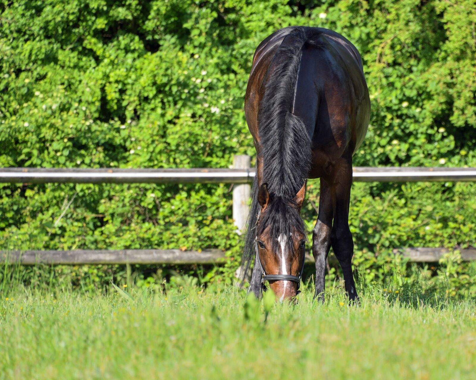 Nikon D500 sample photo. Horse, browse, grass photography