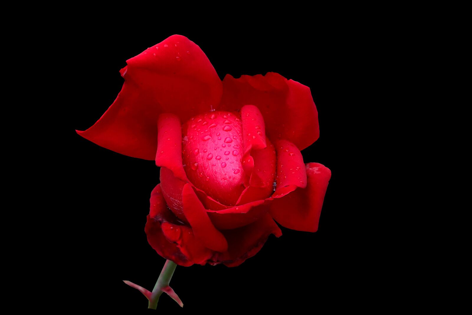 Canon PowerShot G1 X Mark III sample photo. Nature, flower, pink photography
