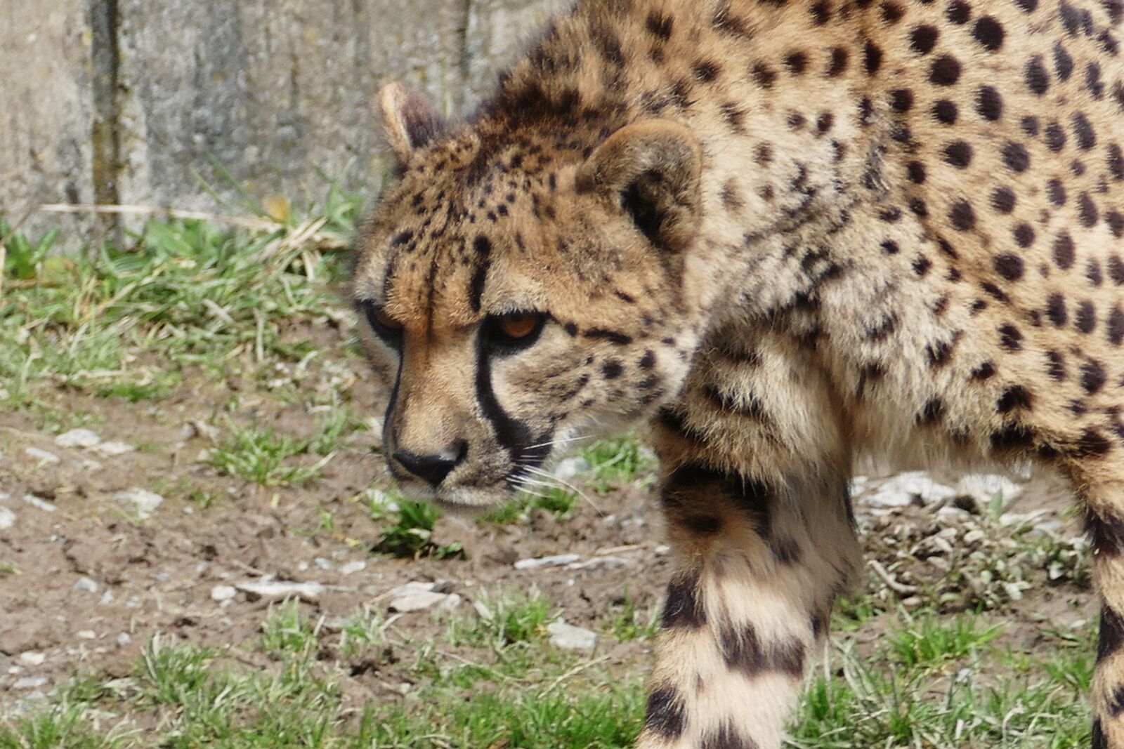 Panasonic Lumix DMC-FZ1000 sample photo. Cheetah, cat, animal photography