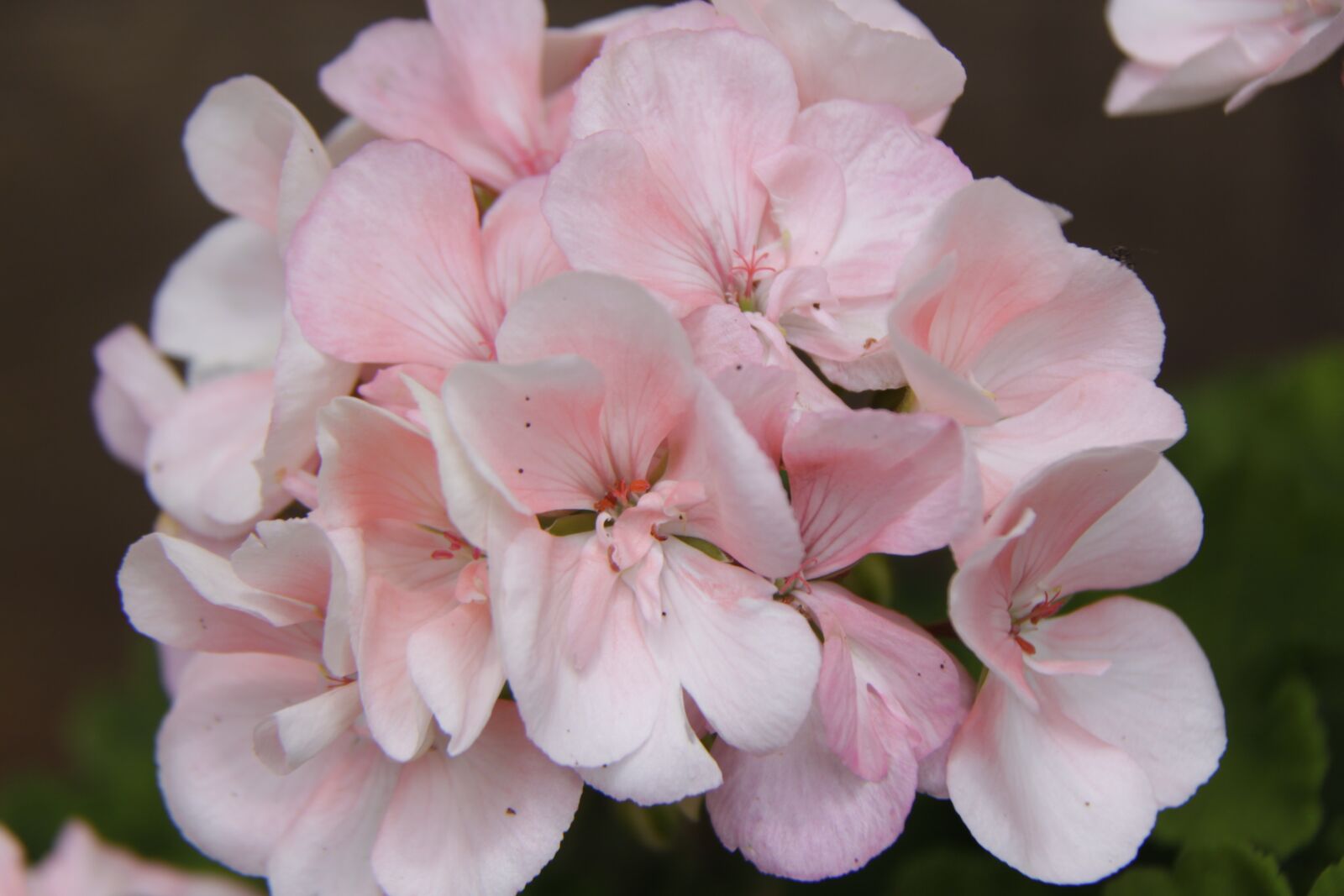 Canon EOS 500D (EOS Rebel T1i / EOS Kiss X3) sample photo. Flowers, white, spring photography