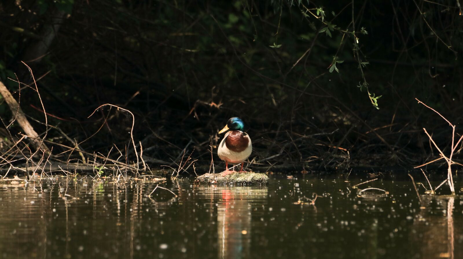 150-600mm F5-6.3 DG OS HSM | Contemporary 015 sample photo. Duck, click, water bird photography