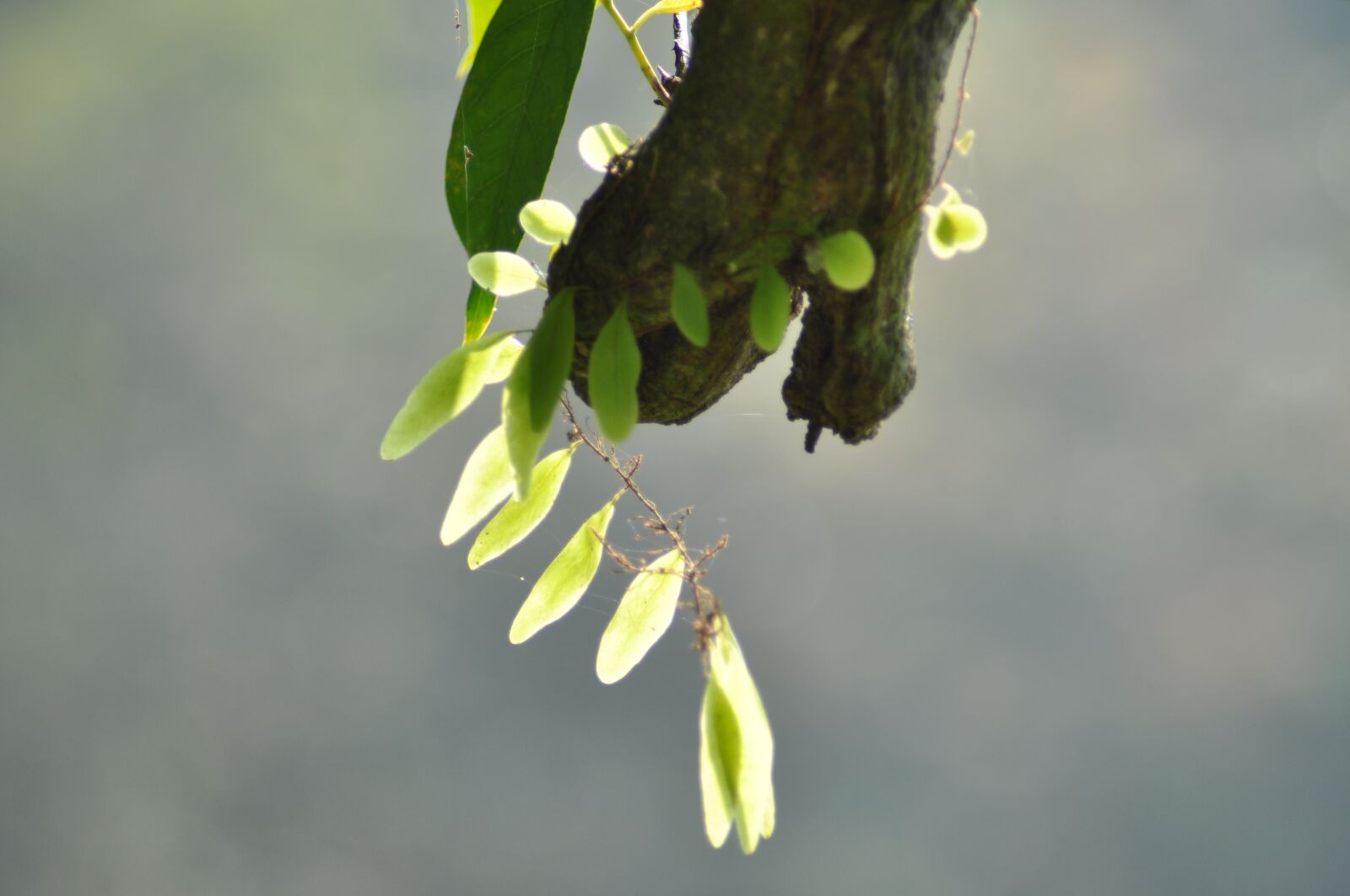 Nikon D90 sample photo. Tree, meewana, beautiful photography