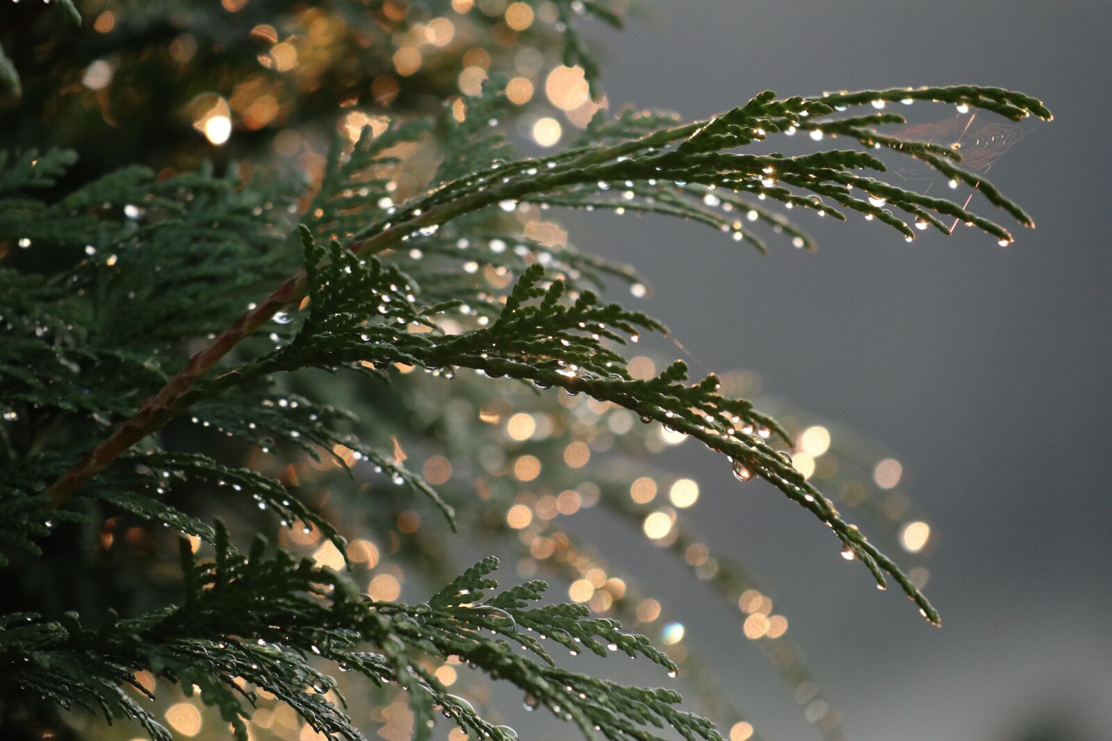 Canon EOS M6 sample photo. Thuja, summer, plant photography