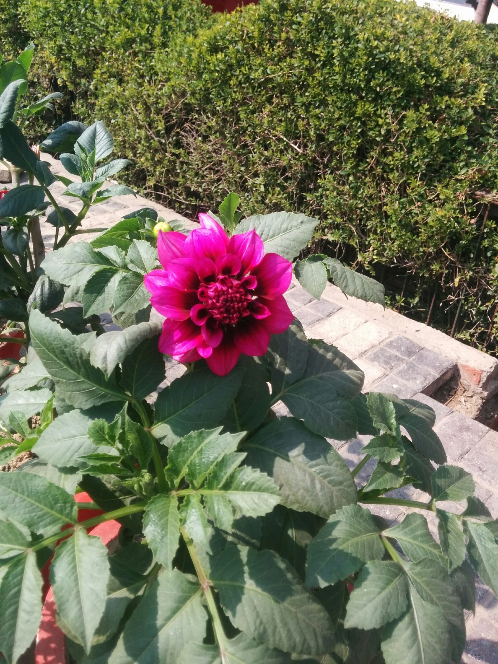 LG Nexus 5 sample photo. Flower, bouquet, flower, garden photography