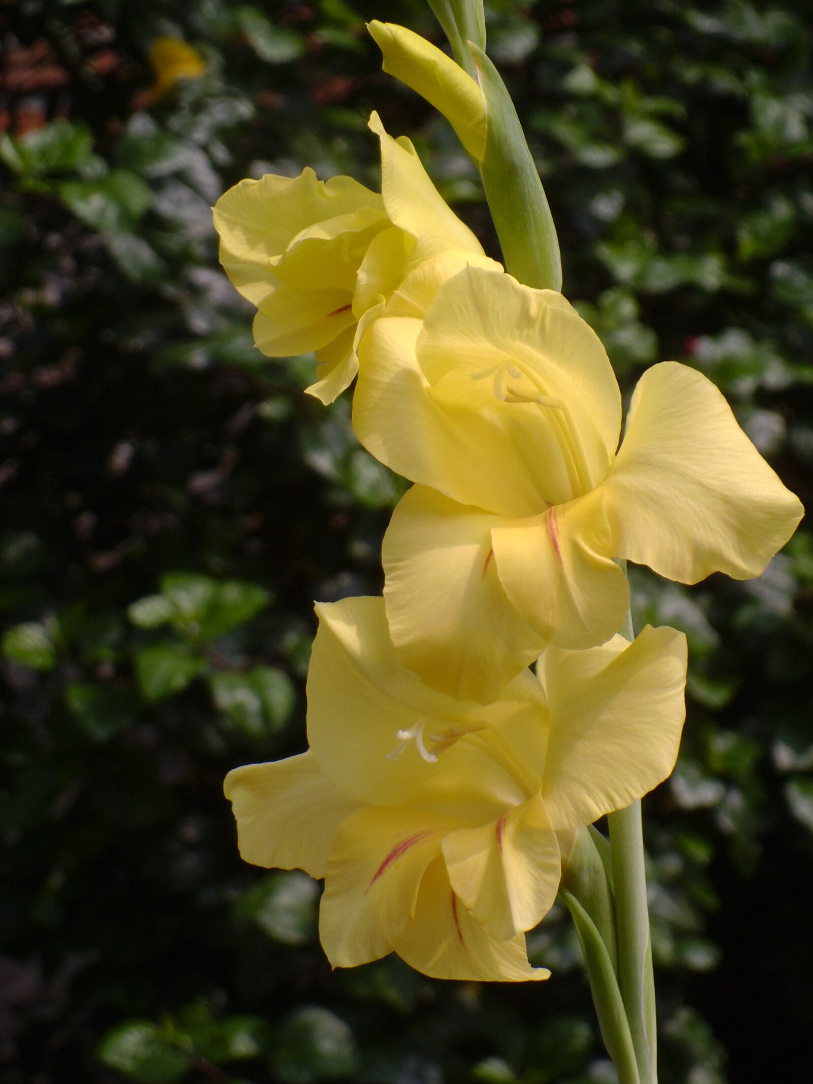 Panasonic DMC-LS5 sample photo. Gladiolus, flower, garden photography