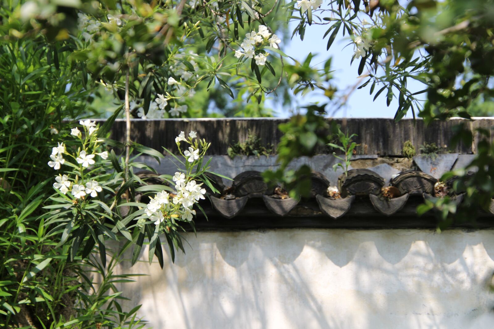 Canon EOS 600D (Rebel EOS T3i / EOS Kiss X5) sample photo. Scene, ancient wall, old photography