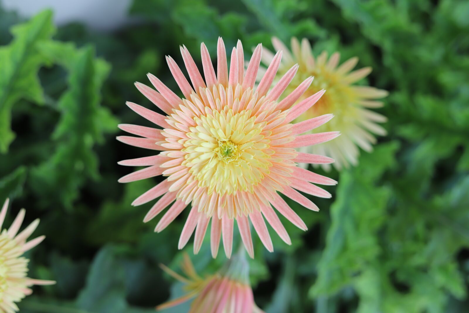 Canon EOS 6D Mark II sample photo. Flower, spring, plant photography