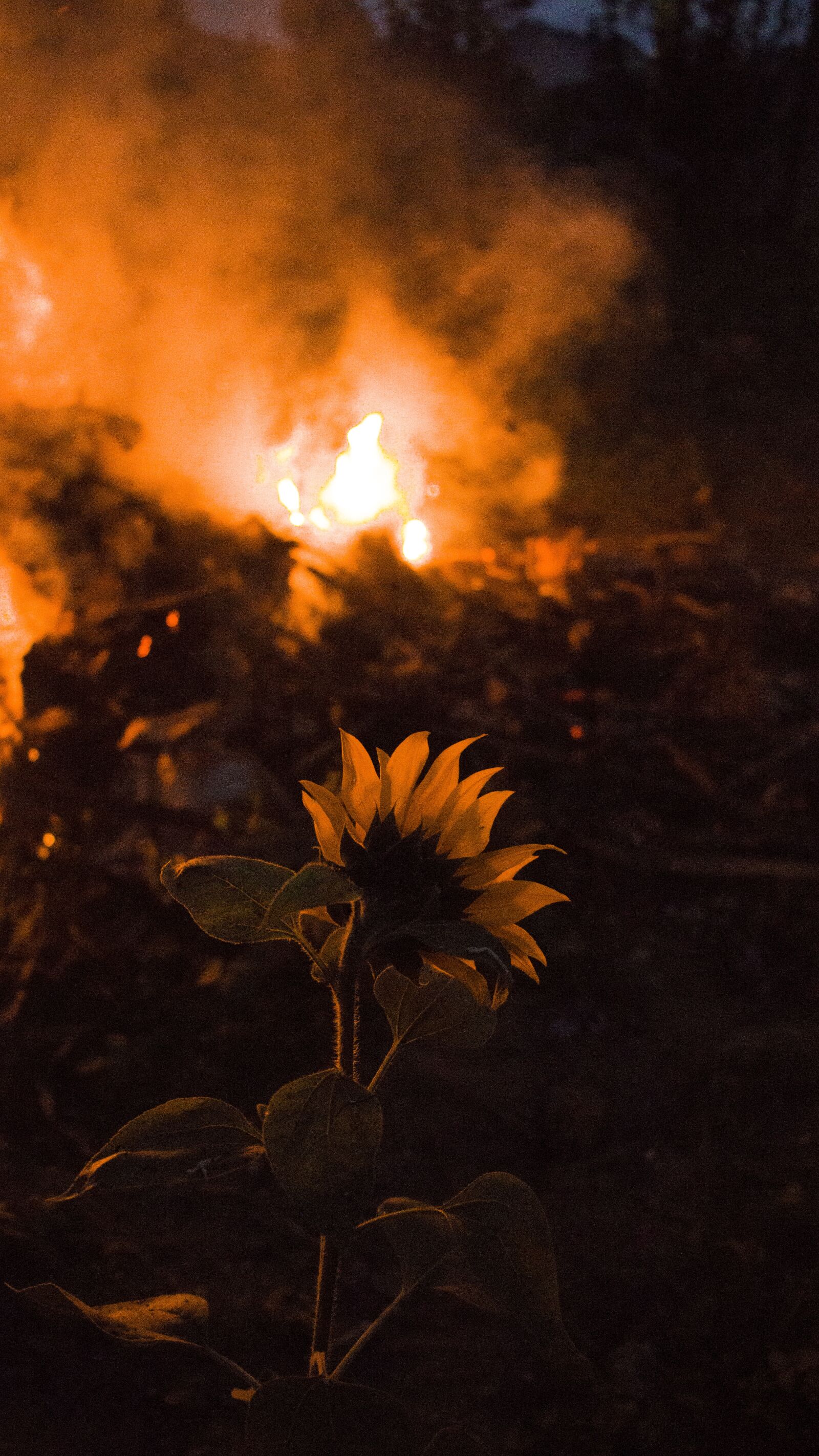 Canon EOS 750D (EOS Rebel T6i / EOS Kiss X8i) sample photo. Nature, flower, plant photography