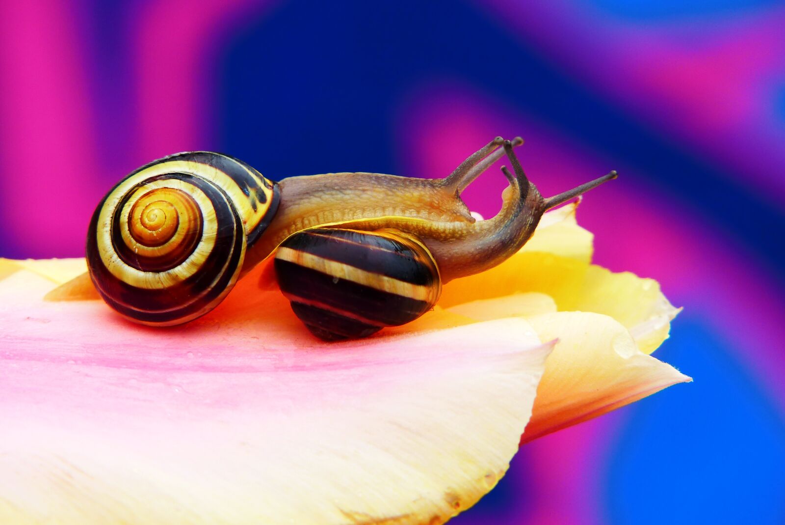 Panasonic Lumix DMC-FZ200 sample photo. Wst yki gajowe, molluscs photography