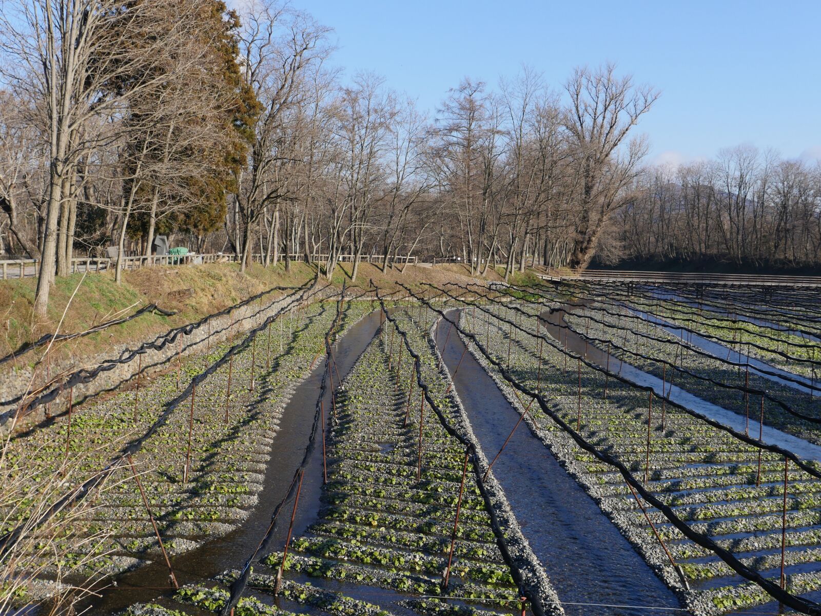 Panasonic Lumix DMC-GH4 sample photo. Green, farm, agriculture photography