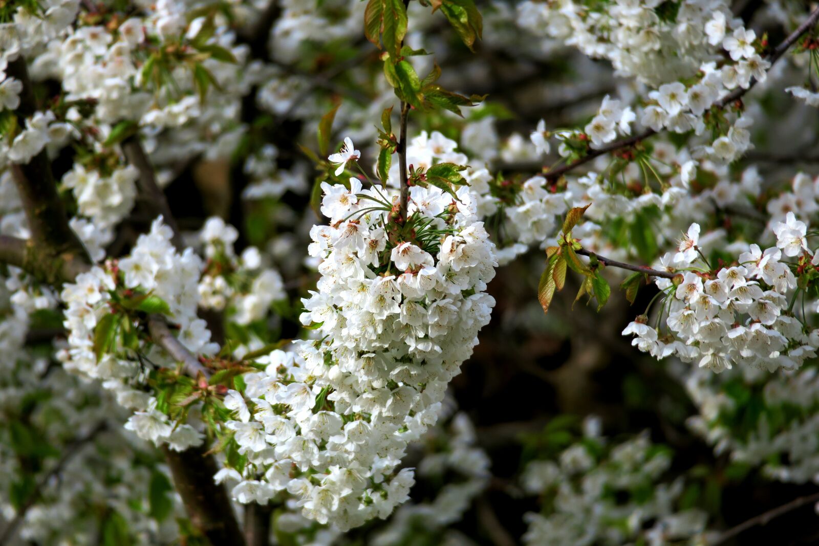 Canon PowerShot G3 X sample photo. Cherry, cherry blossom, white photography
