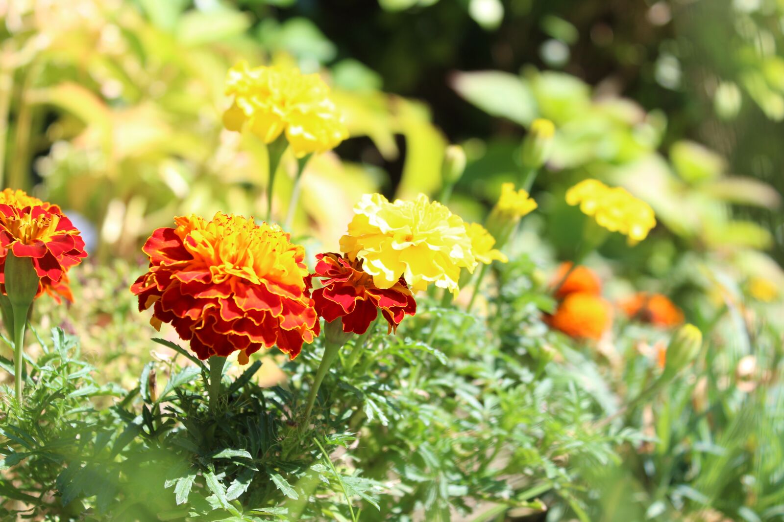 Canon EOS 1300D (EOS Rebel T6 / EOS Kiss X80) sample photo. Spring, flowers, plant photography