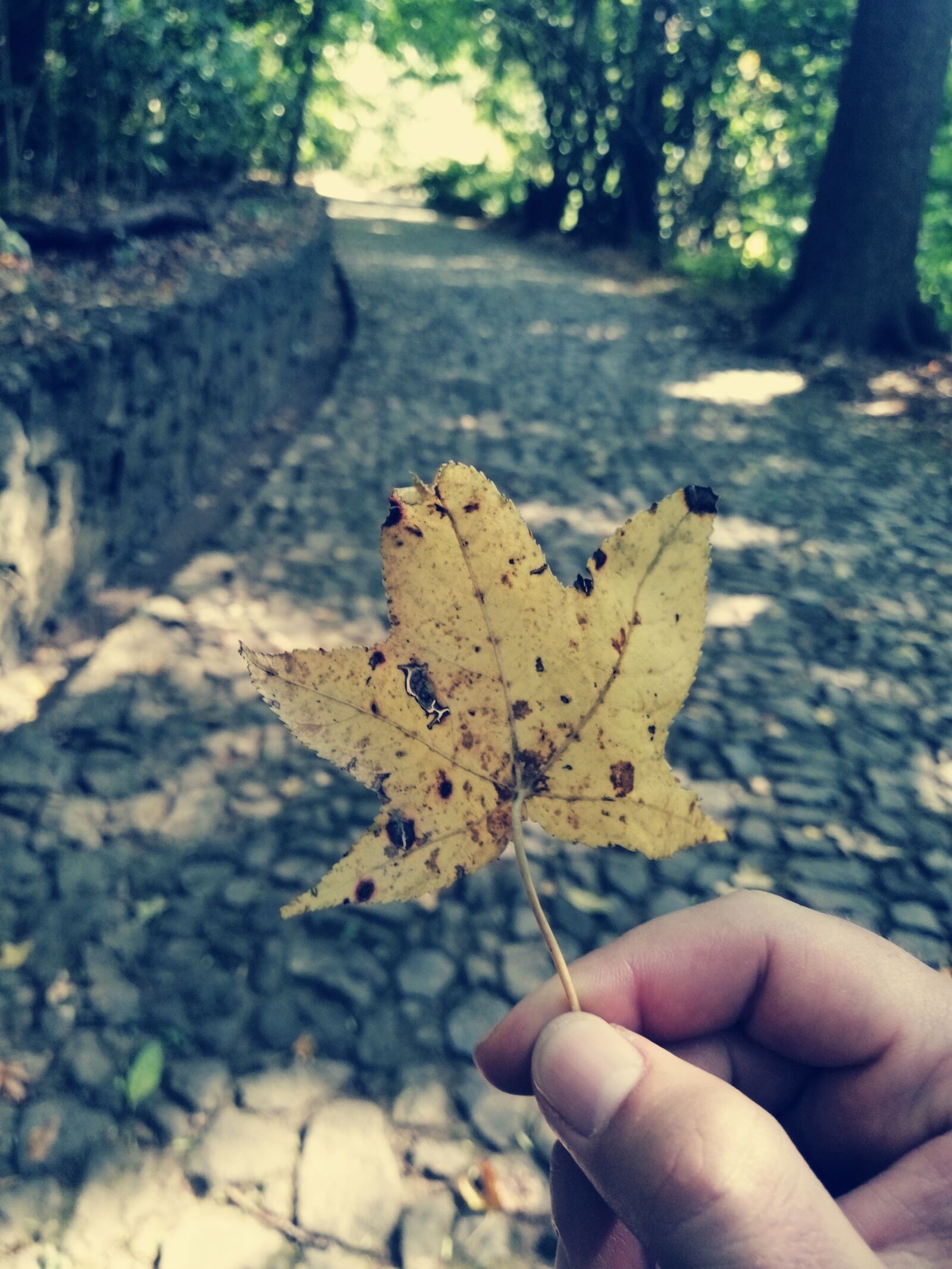 HUAWEI SNE-LX3 sample photo. Leaf, path, trail photography