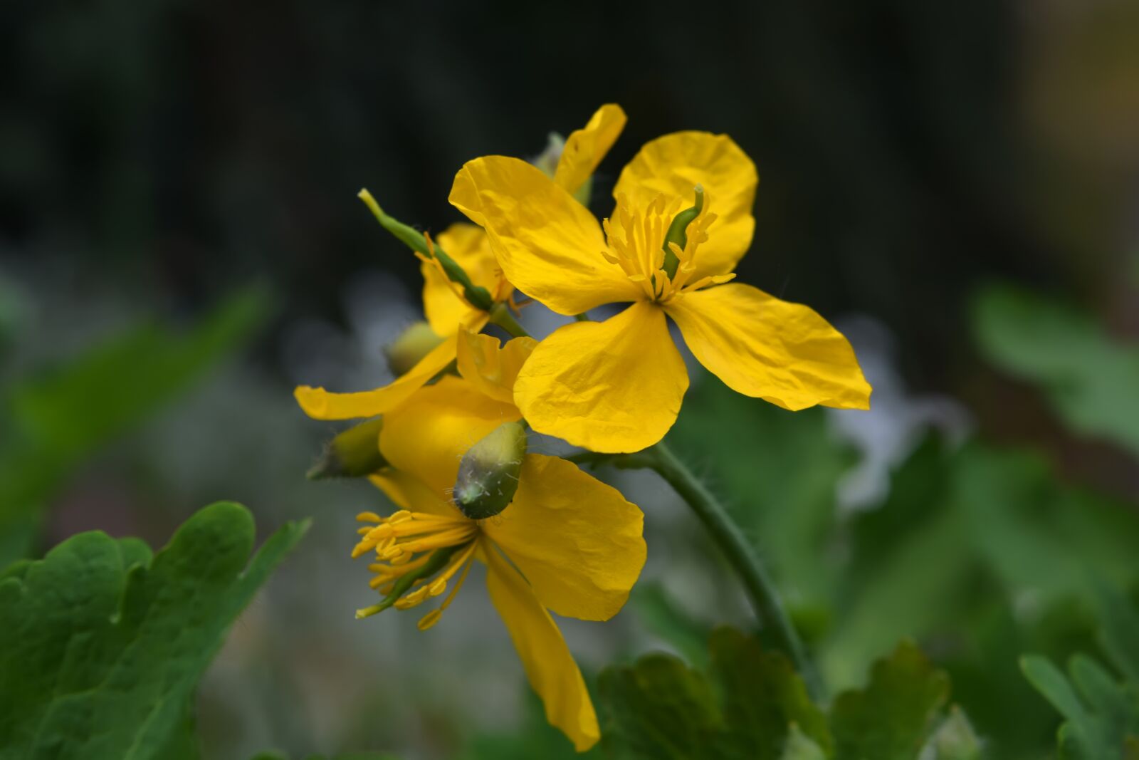 Nikon D5200 sample photo. Celandine, spring, flowers photography