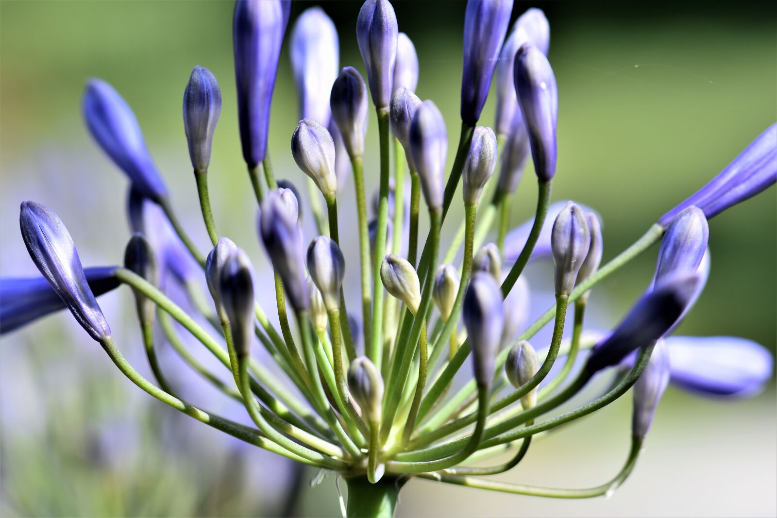 Nikon D5500 sample photo. Agapanthus, purple, green photography