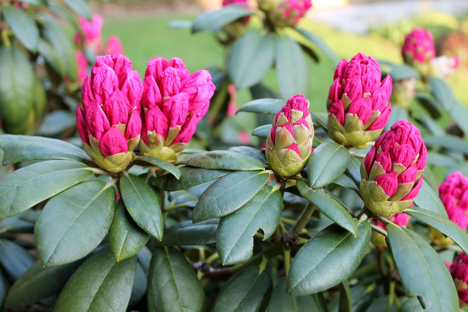 Canon EOS 1100D (EOS Rebel T3 / EOS Kiss X50) sample photo. Rhododendron, garden, summer photography