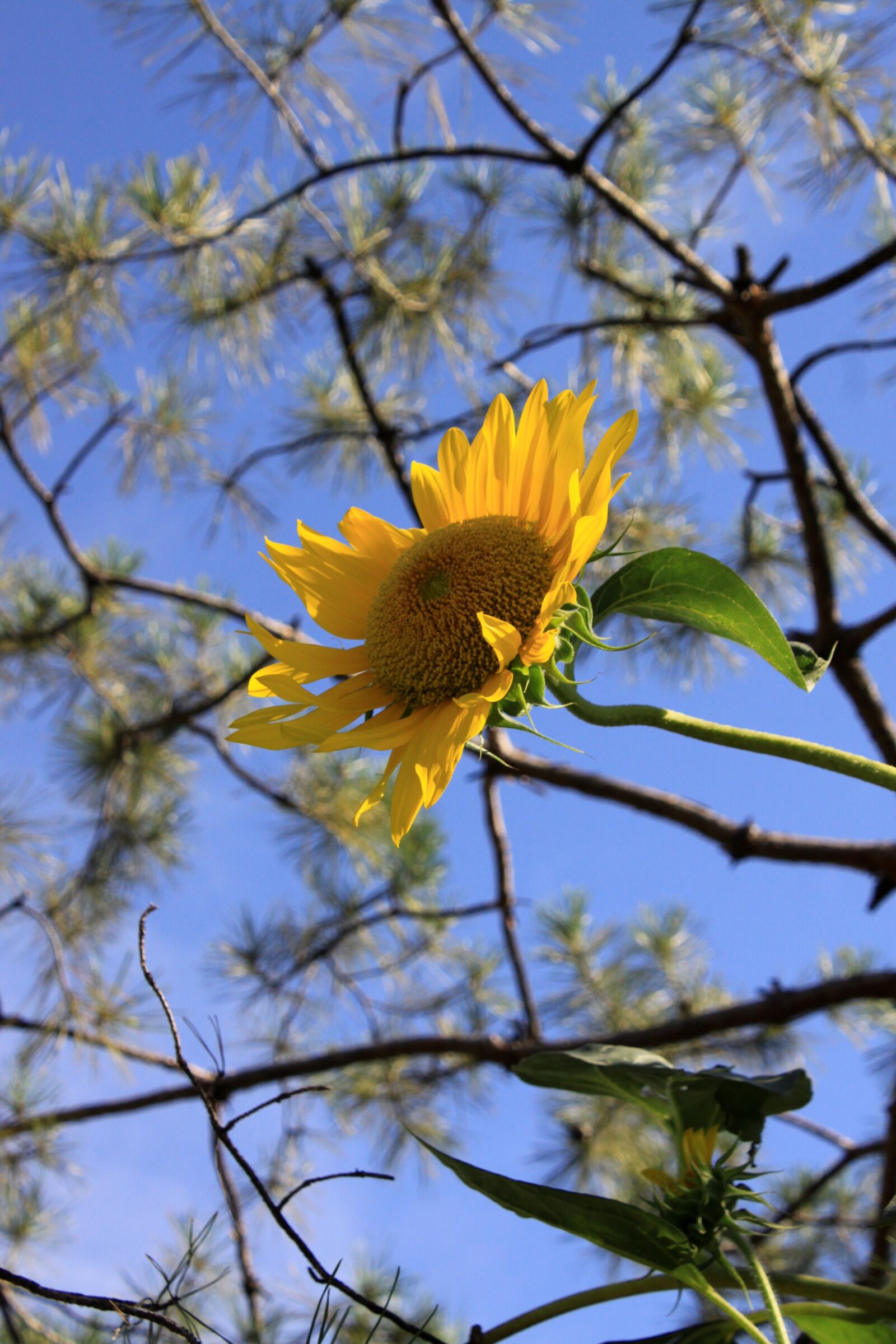 Canon EOS 50D sample photo. Sunflower, sky, autumn photography