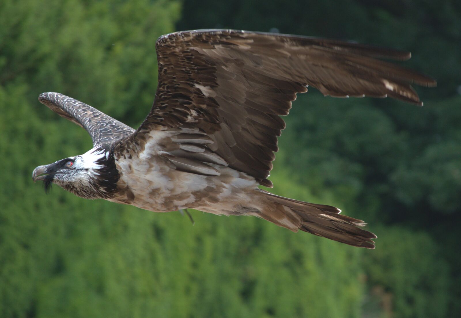 Nikon D3300 sample photo. Lammergier, vulture, flight photography