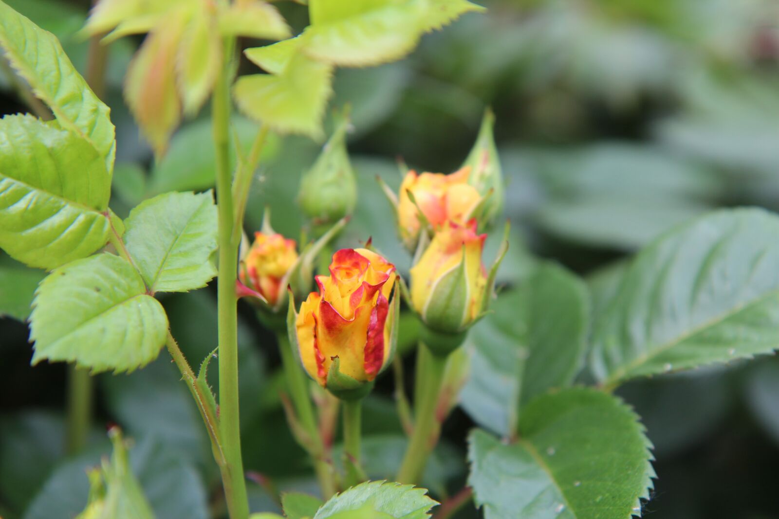 Canon EOS 600D (Rebel EOS T3i / EOS Kiss X5) sample photo. Yellow rose, rosebush, flowering photography