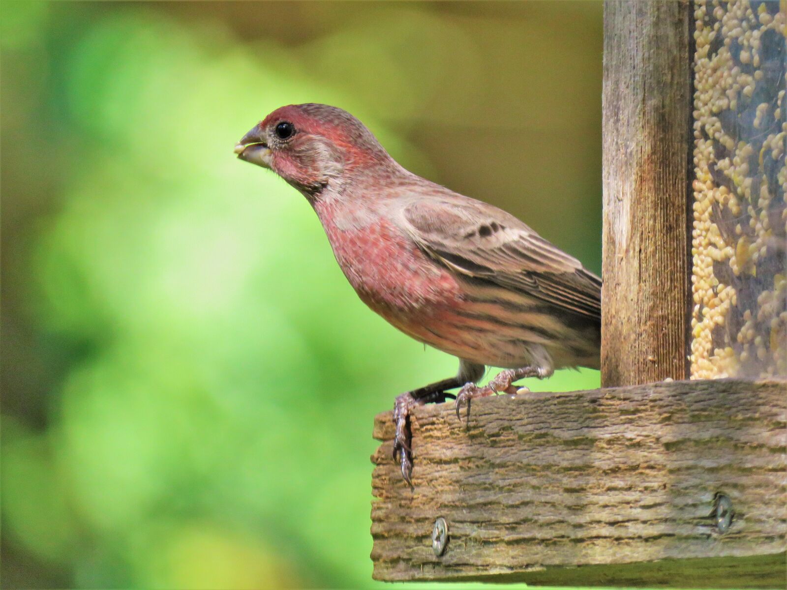 Canon PowerShot SX60 HS sample photo. Bird, colorful, wildlife photography