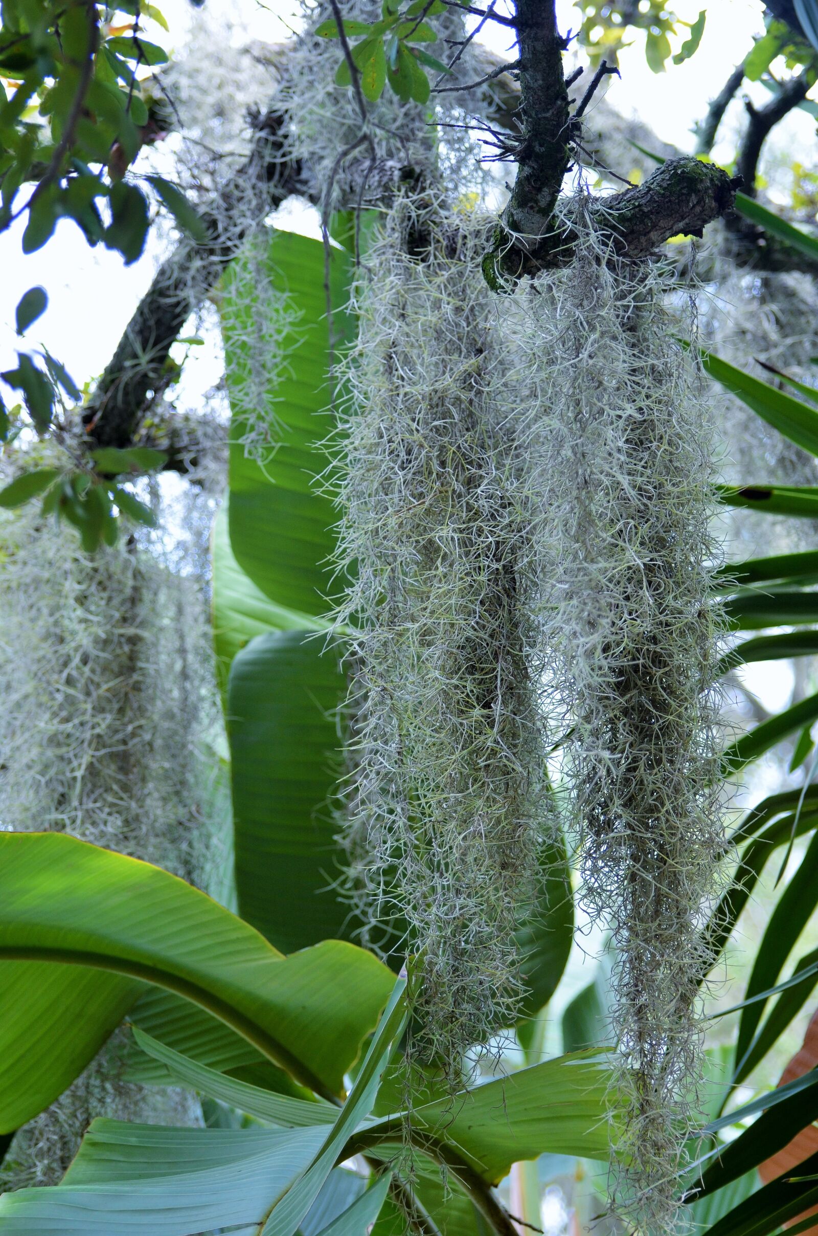 Nikon D5100 sample photo. Tillandsia moss, plant, spanish photography