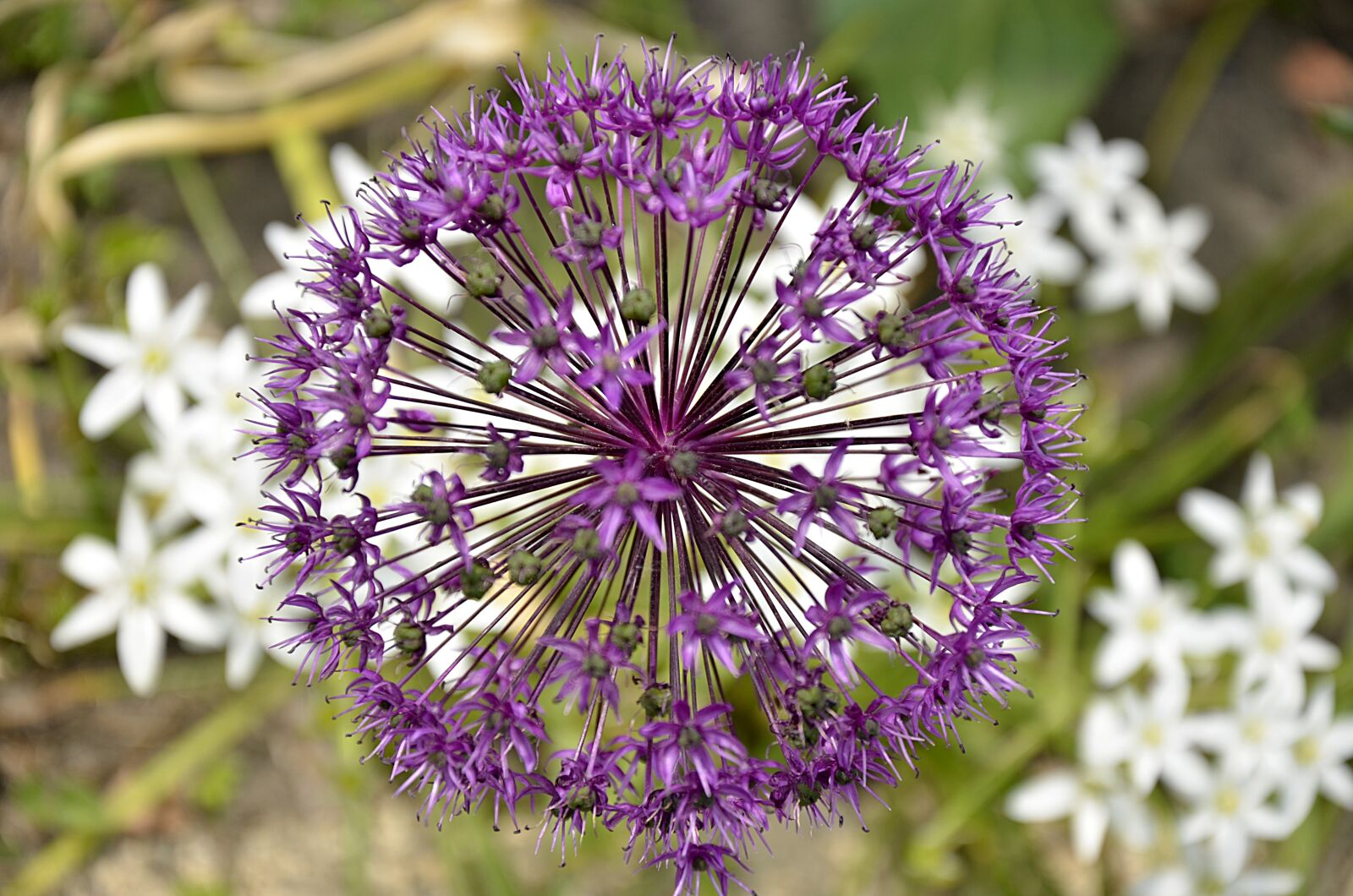 Nikon D7000 sample photo. Ramsons, violet, flowers photography