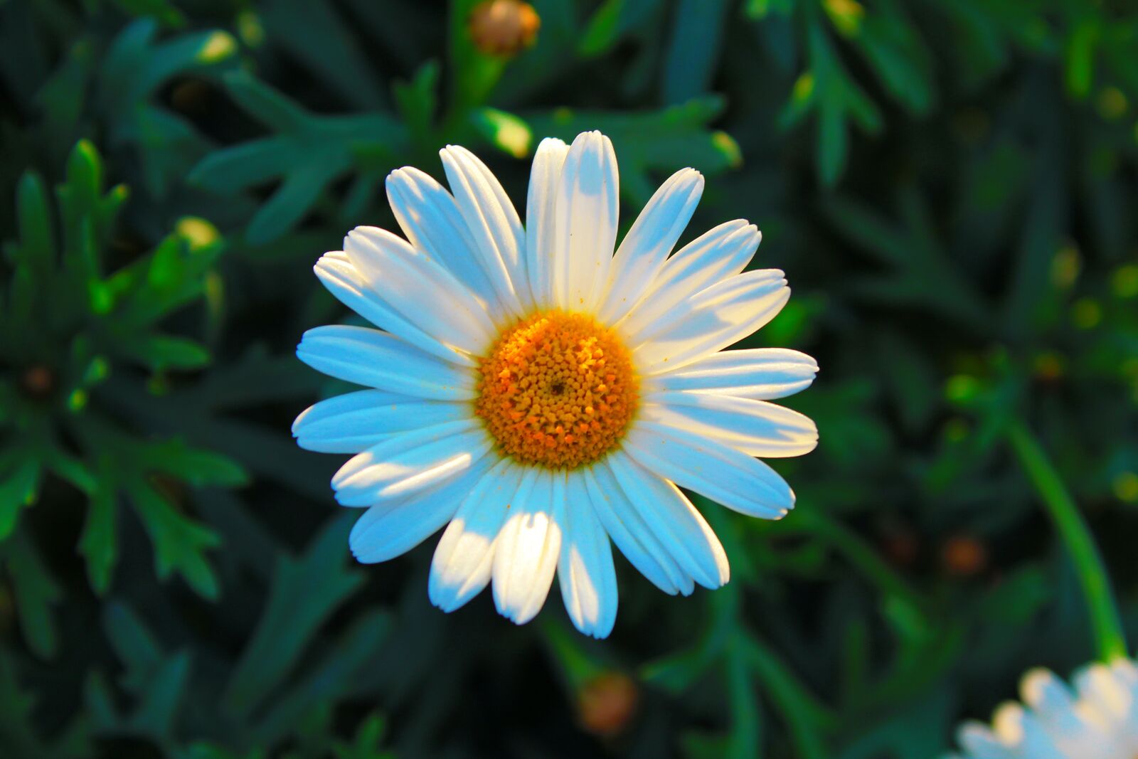Canon EOS 1200D (EOS Rebel T5 / EOS Kiss X70 / EOS Hi) sample photo. Flower, daisy, nature photography