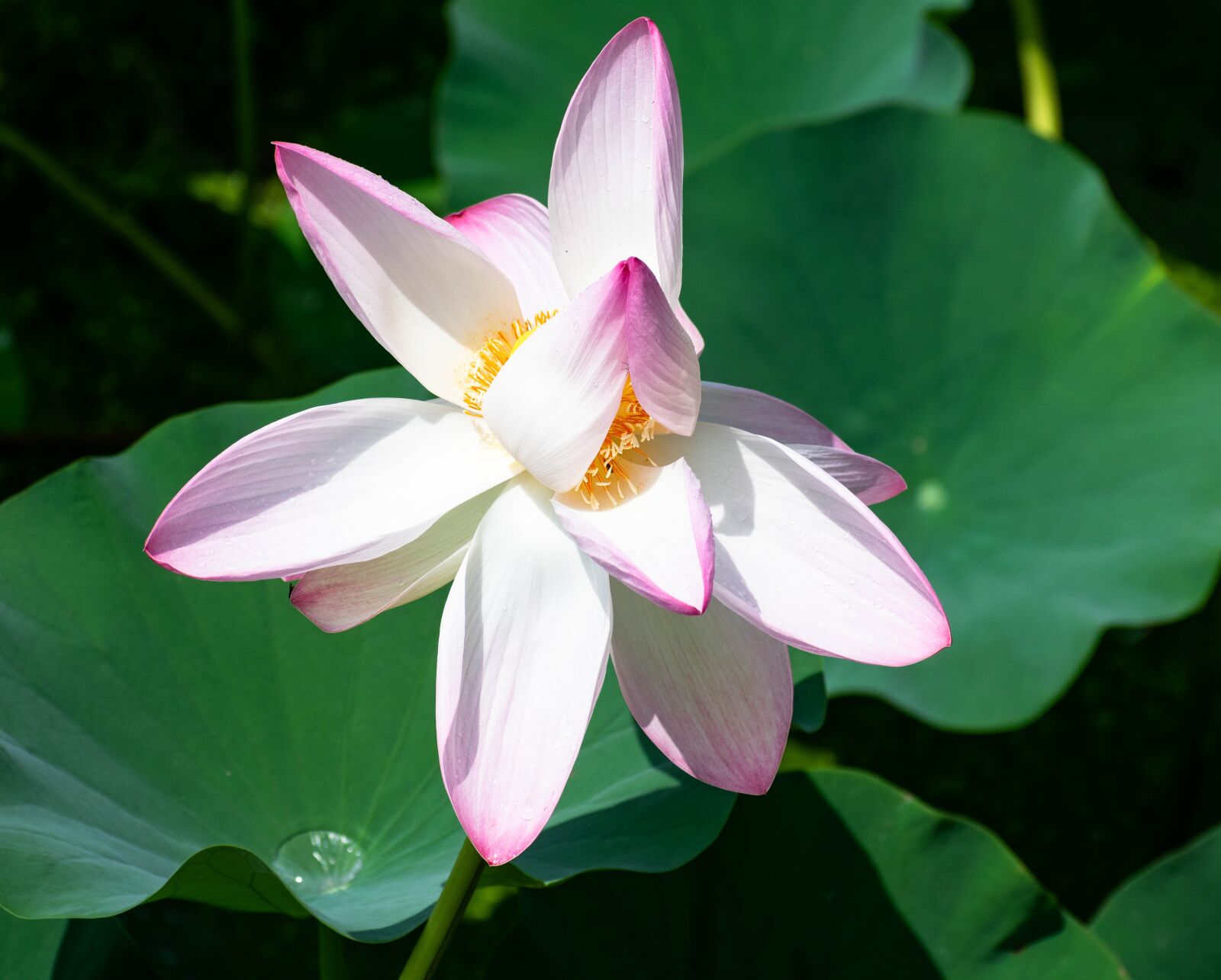 Nikon D3300 sample photo. Flower, lotus, pink photography